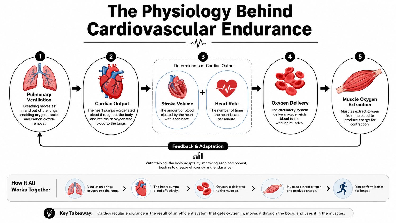 A diagram illustrating the physiological process of cardiovascular endurance through respiration, heart function, oxygen delivery, and muscle usage.