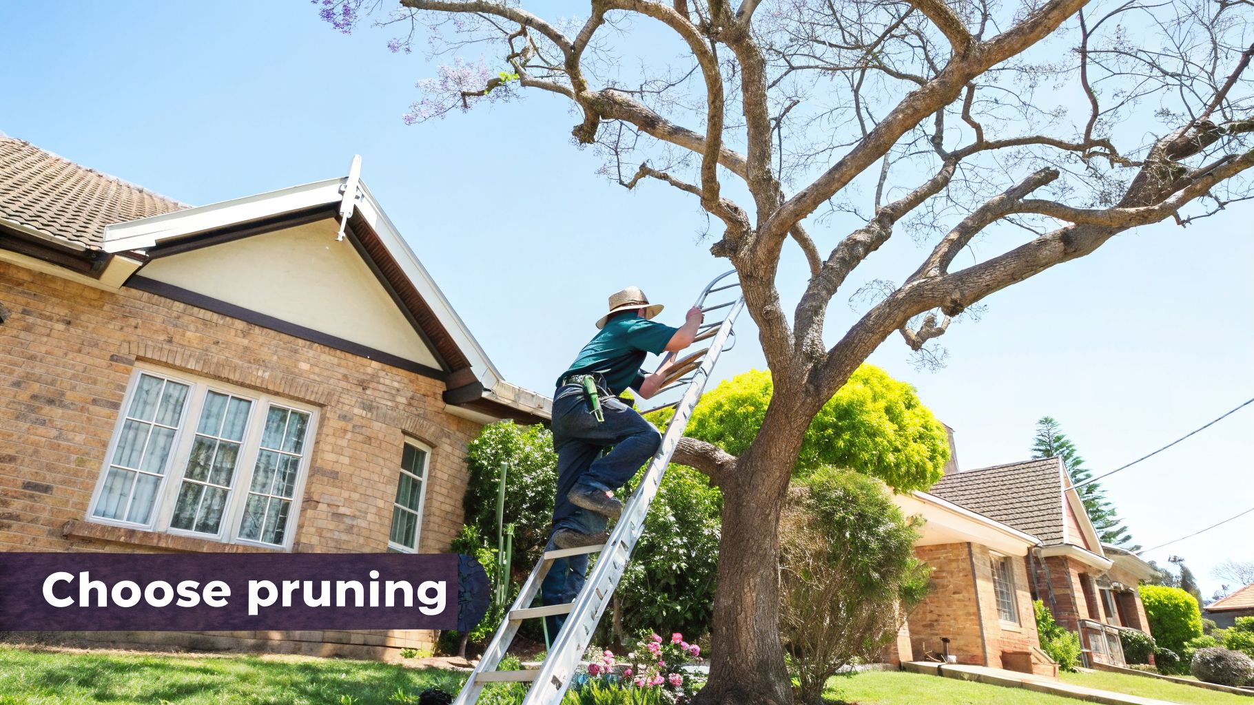 A person in a hat on a ladder prunes a large tree in front of a brick house.