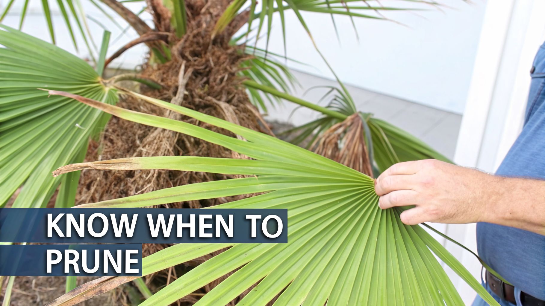 A person's hand touches a green palmetto palm frond, with dried fronds on the tree trunk. Text reads 'KNOW WHEN TO PRUNE'.