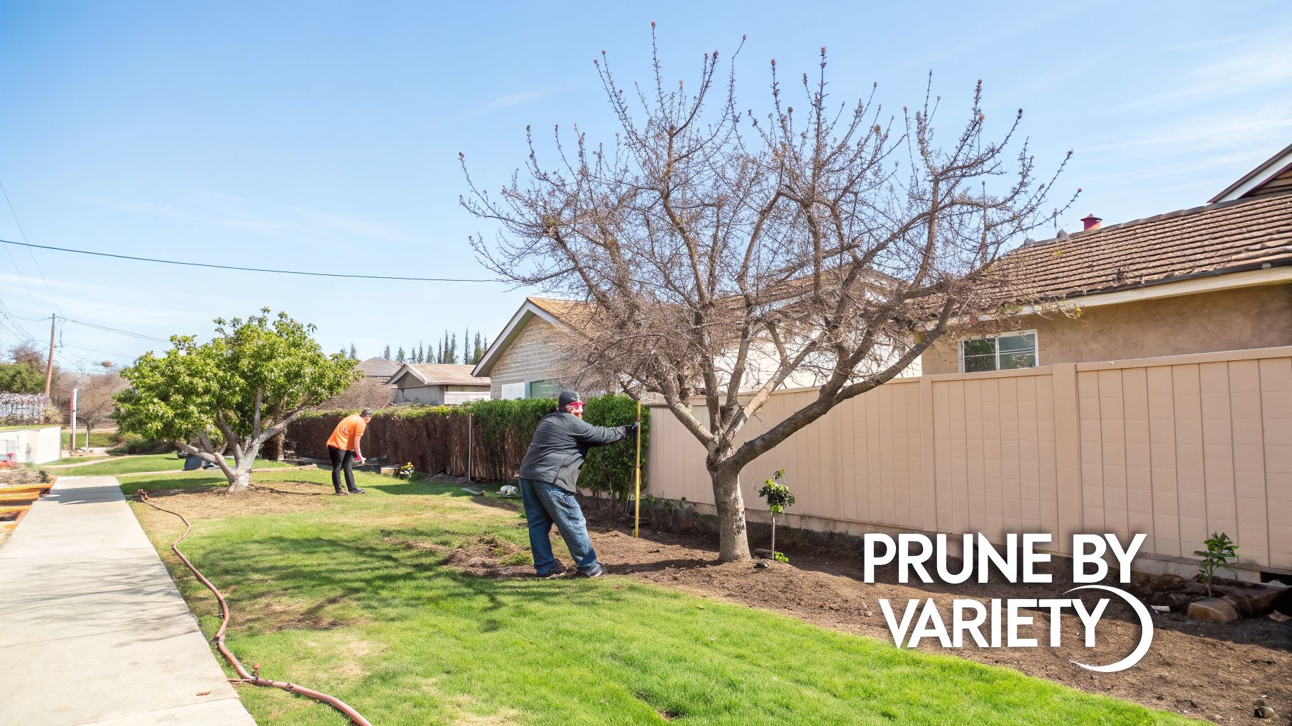 Two people working in a sunny residential yard, one measuring a bare tree, the other tending to a plant.