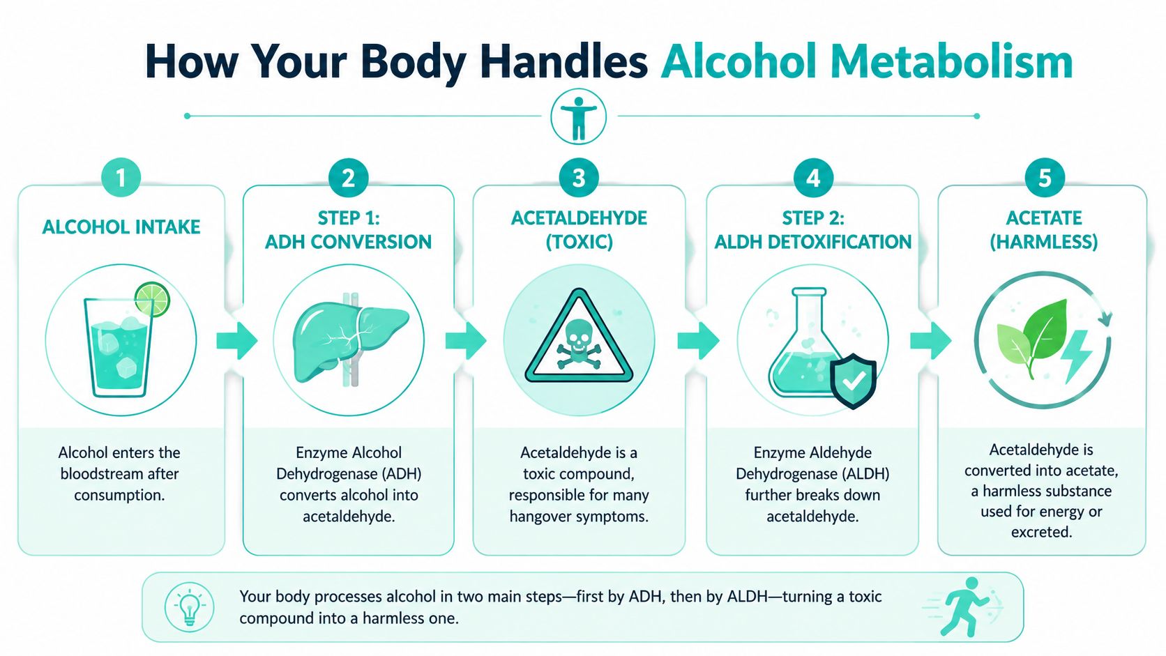 A diagram illustrating the five steps of alcohol metabolism in the human body from consumption to excretion.