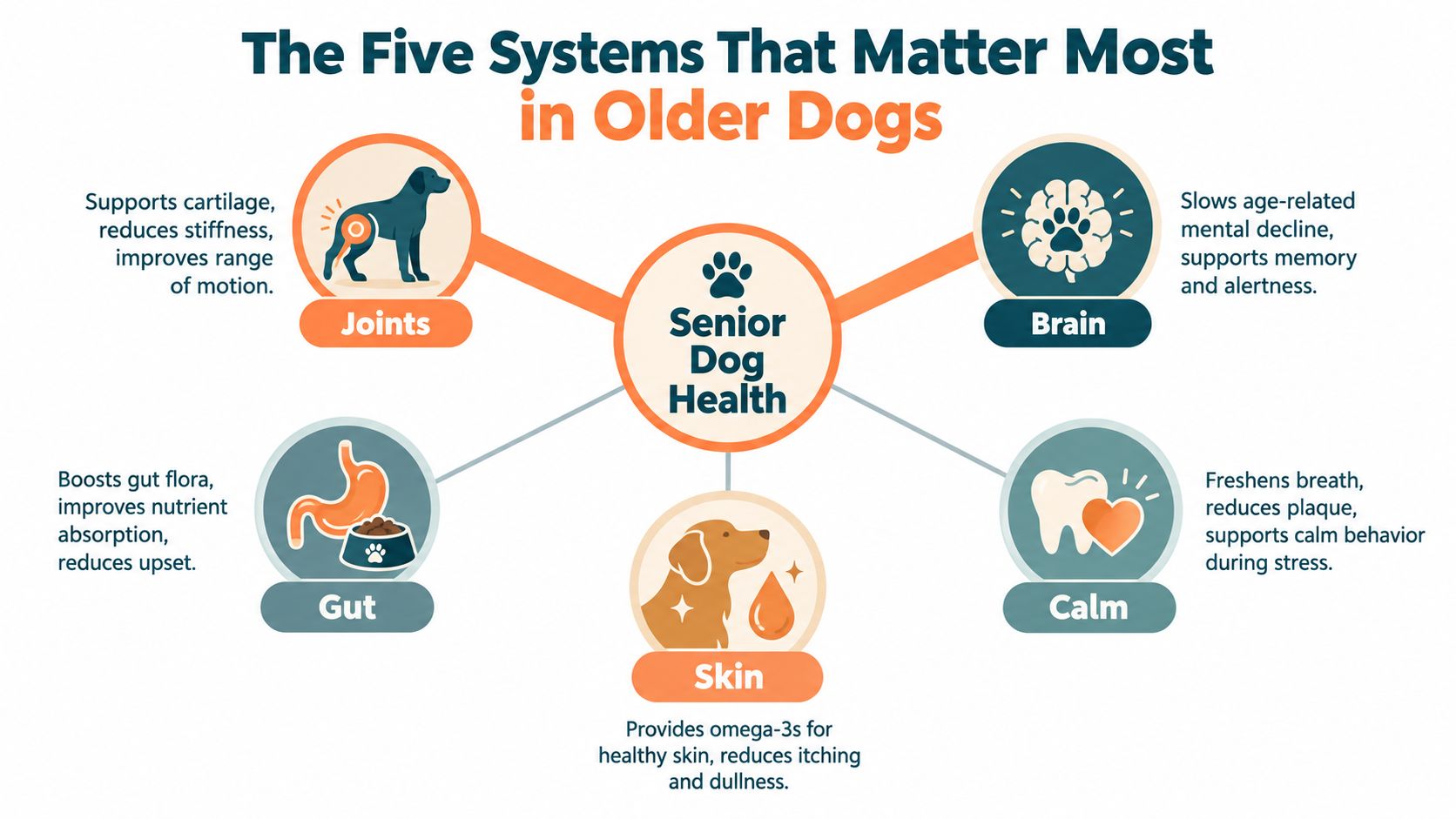 An infographic showing the five key health systems to support in senior dogs including joints, brain, gut, skin, and calm.