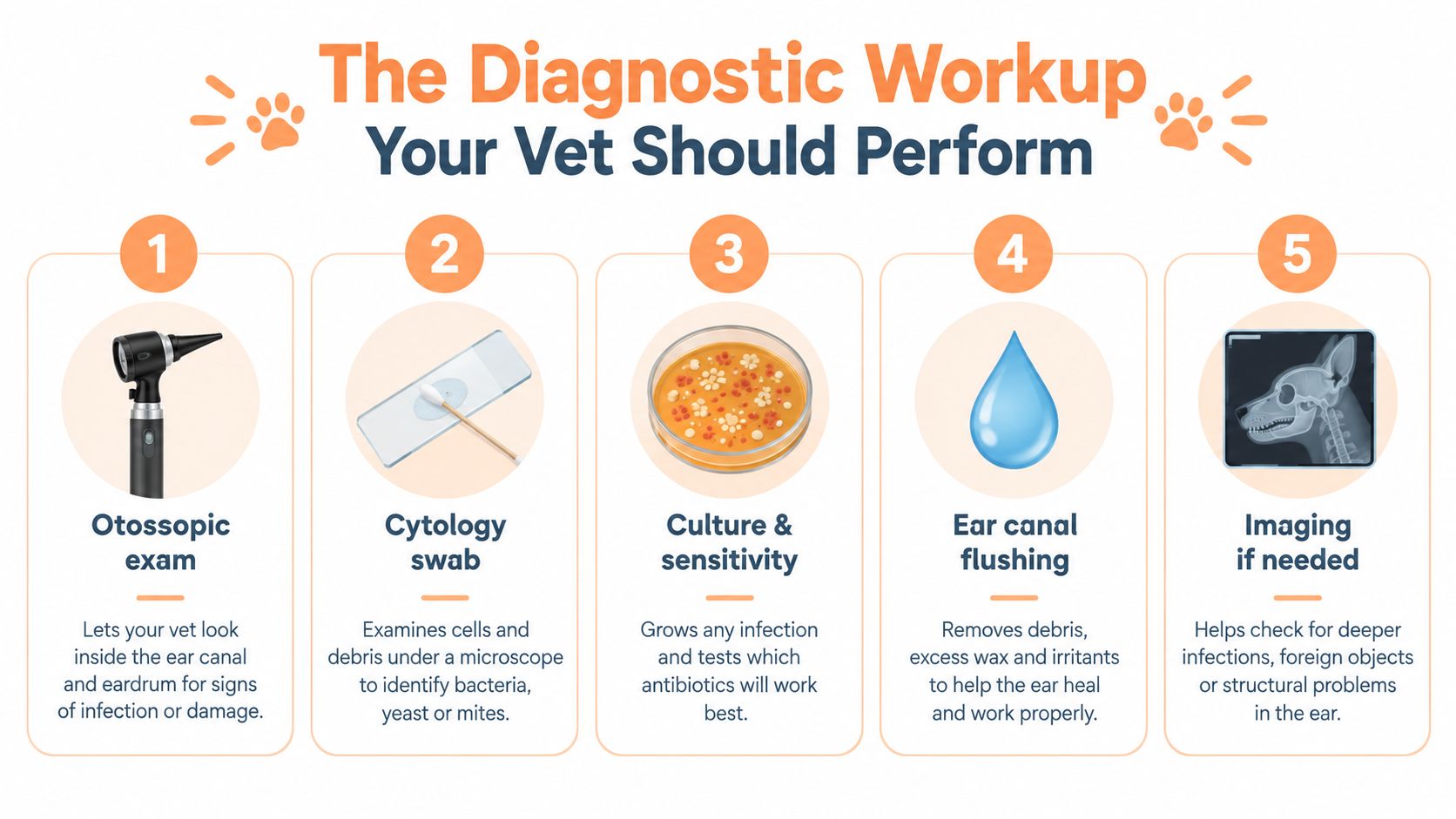 An infographic showing five essential diagnostic steps for a veterinarian to treat recurring ear infection in dogs.
