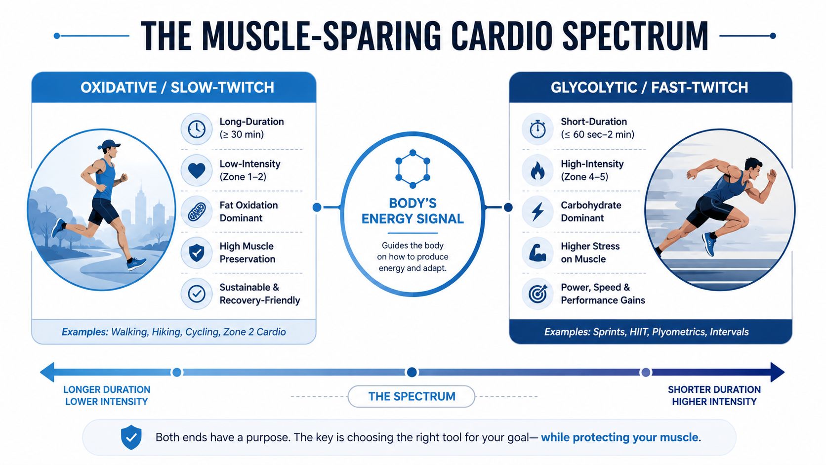 A diagram comparing oxidative slow-twitch cardio and glycolytic fast-twitch cardio for effective muscle sparing training strategies.