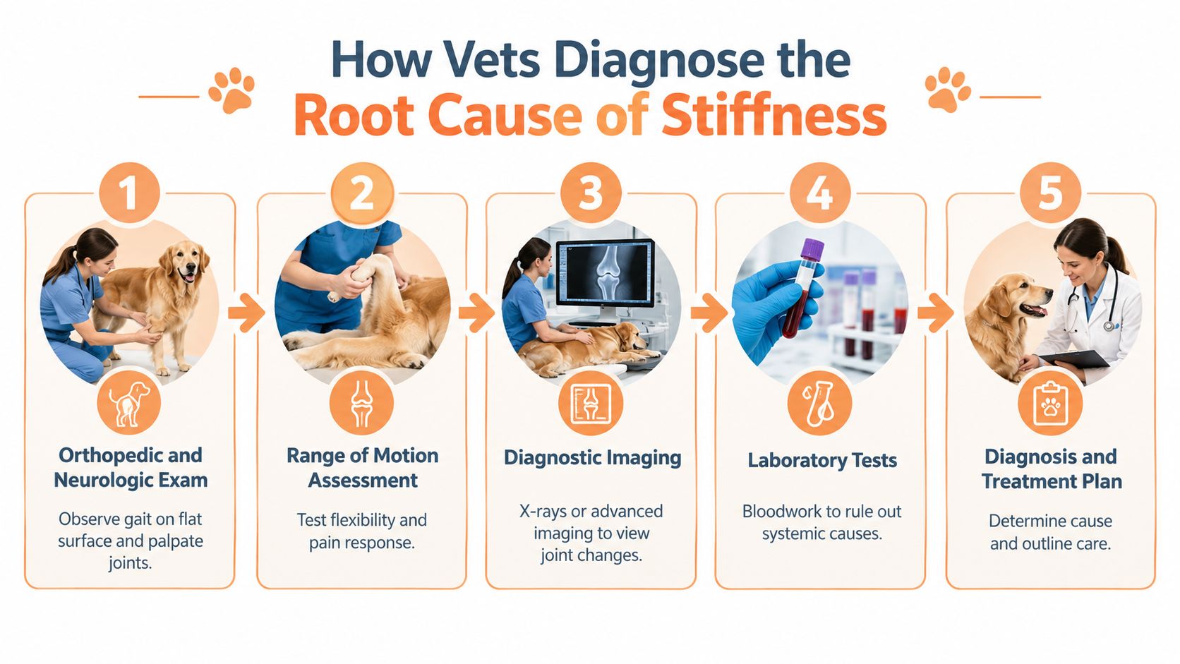 An infographic showing the five-step process vets use to diagnose the root cause of joint stiffness.