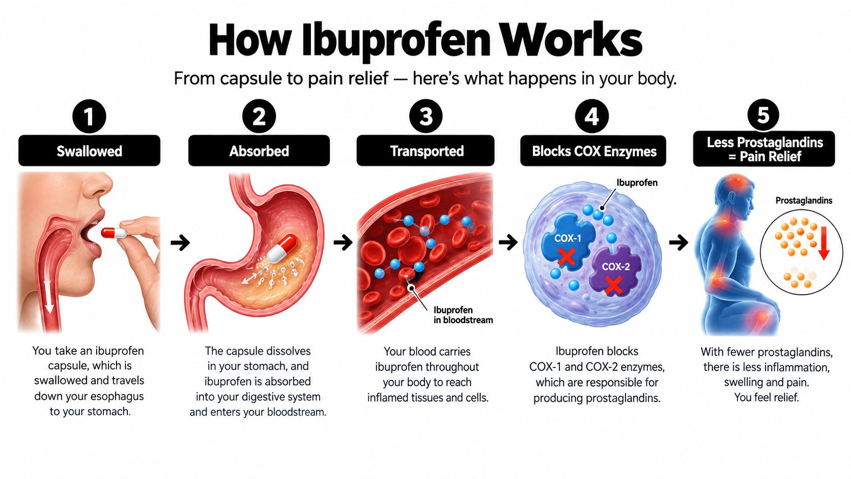 A step-by-step infographic illustrating the process of how ibuprofen travels through the body to provide pain relief.