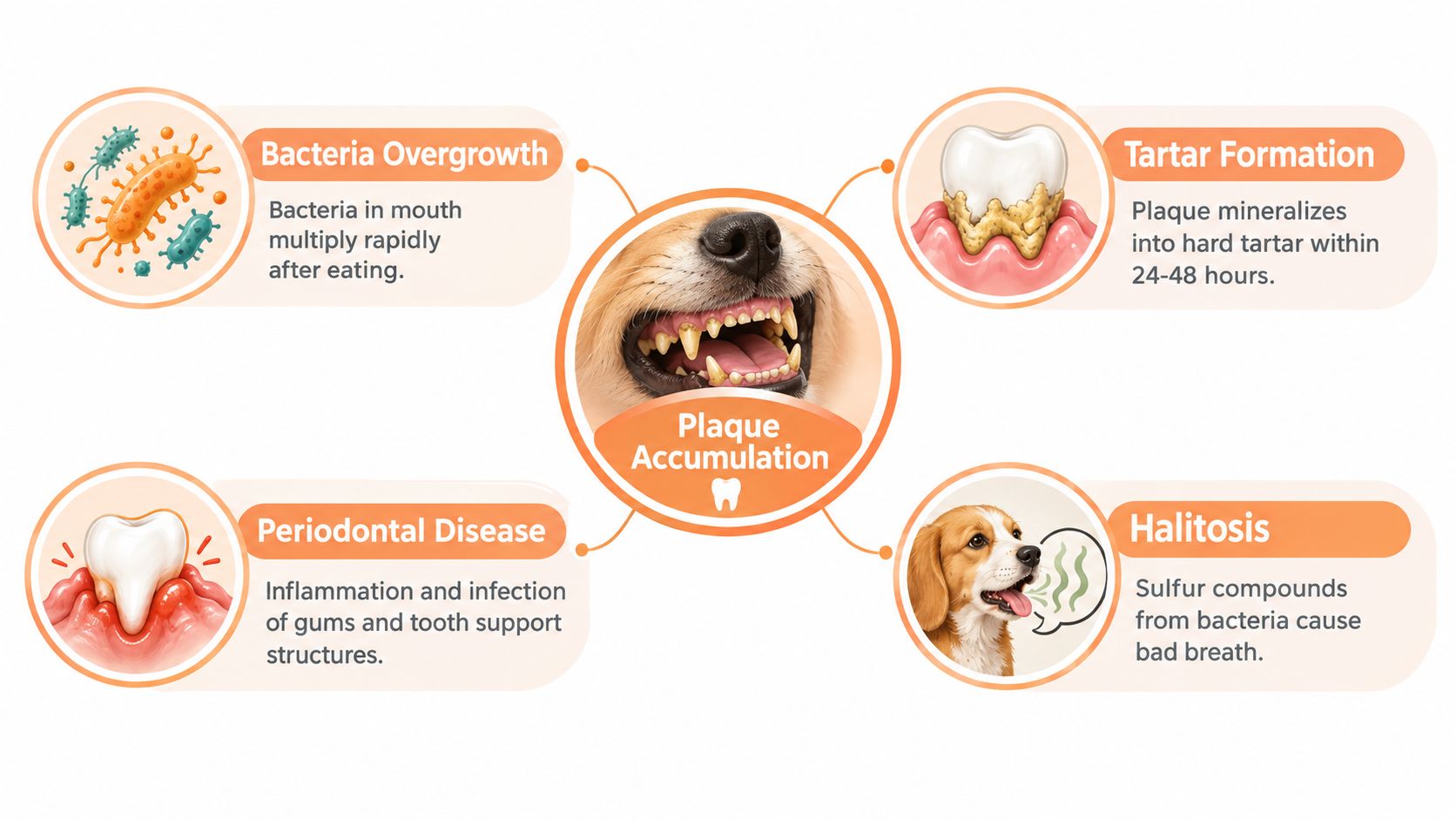 A diagram illustrating how plaque accumulation leads to bacteria overgrowth, tartar formation, periodontal disease, and bad breath.