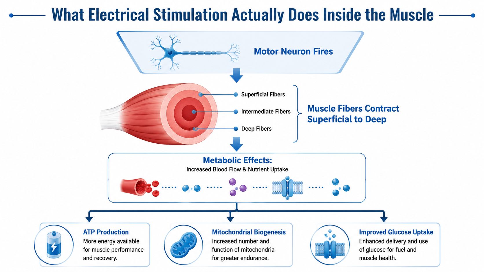 A diagram illustrating how electrical stimulation affects muscle fibers, blood flow, and metabolic processes within muscles.