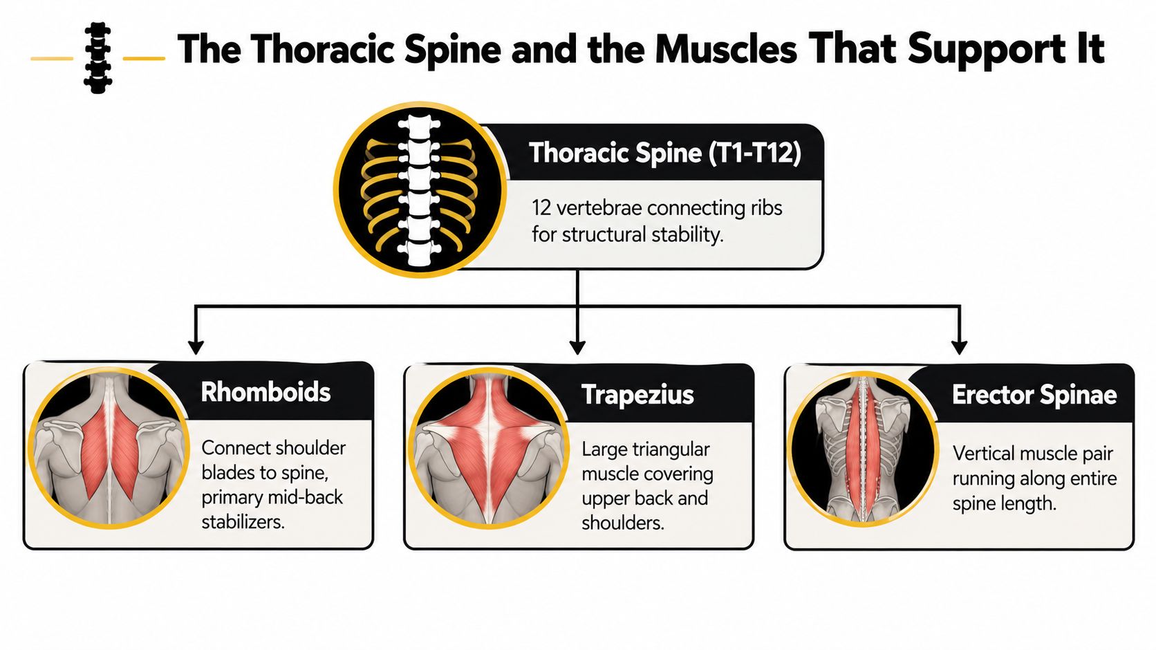 An infographic showing the thoracic spine anatomy and the three major muscles that provide structural support.