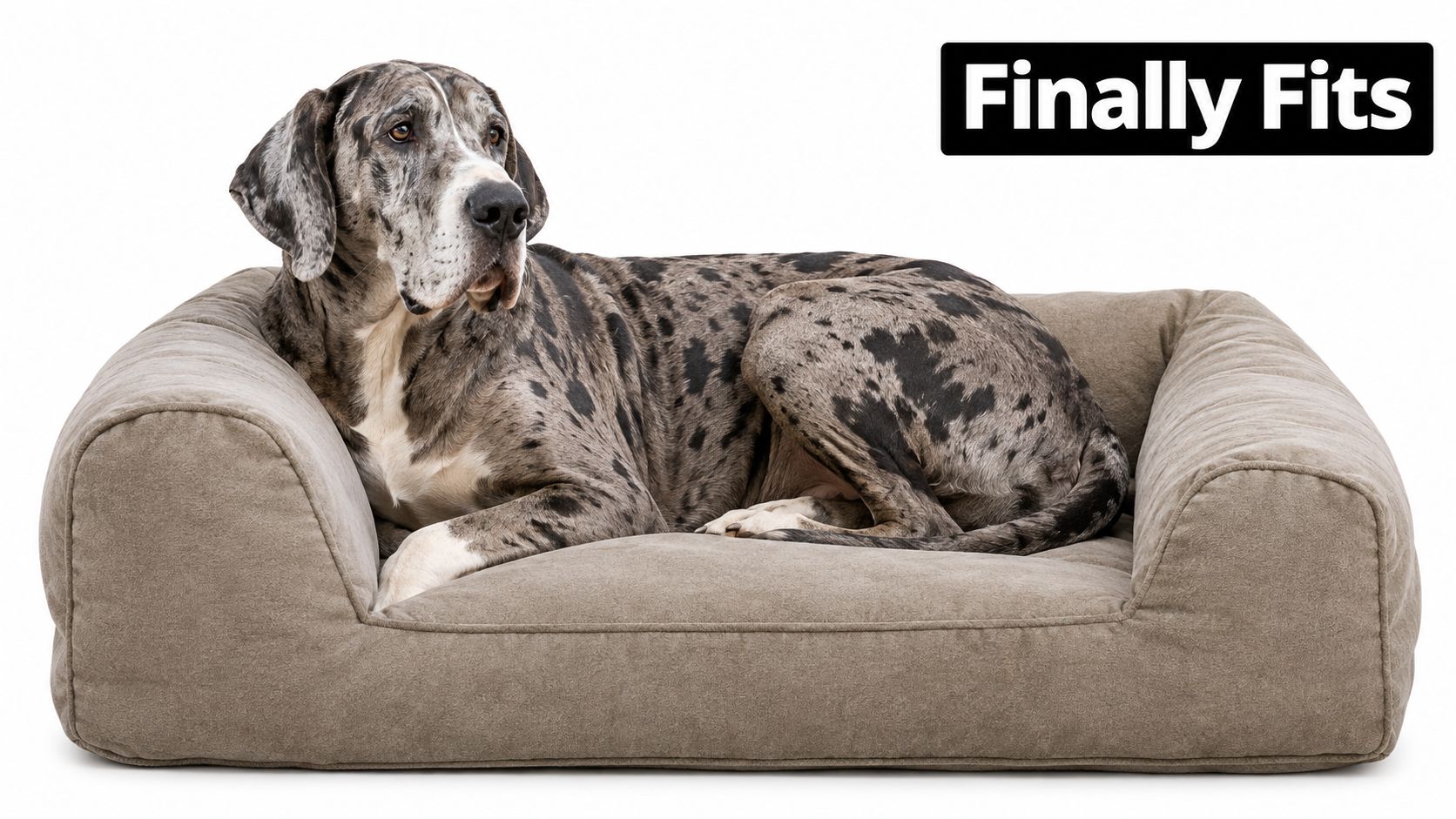 A large merle Great Dane resting comfortably on a spacious, rectangular brown bolster dog bed.