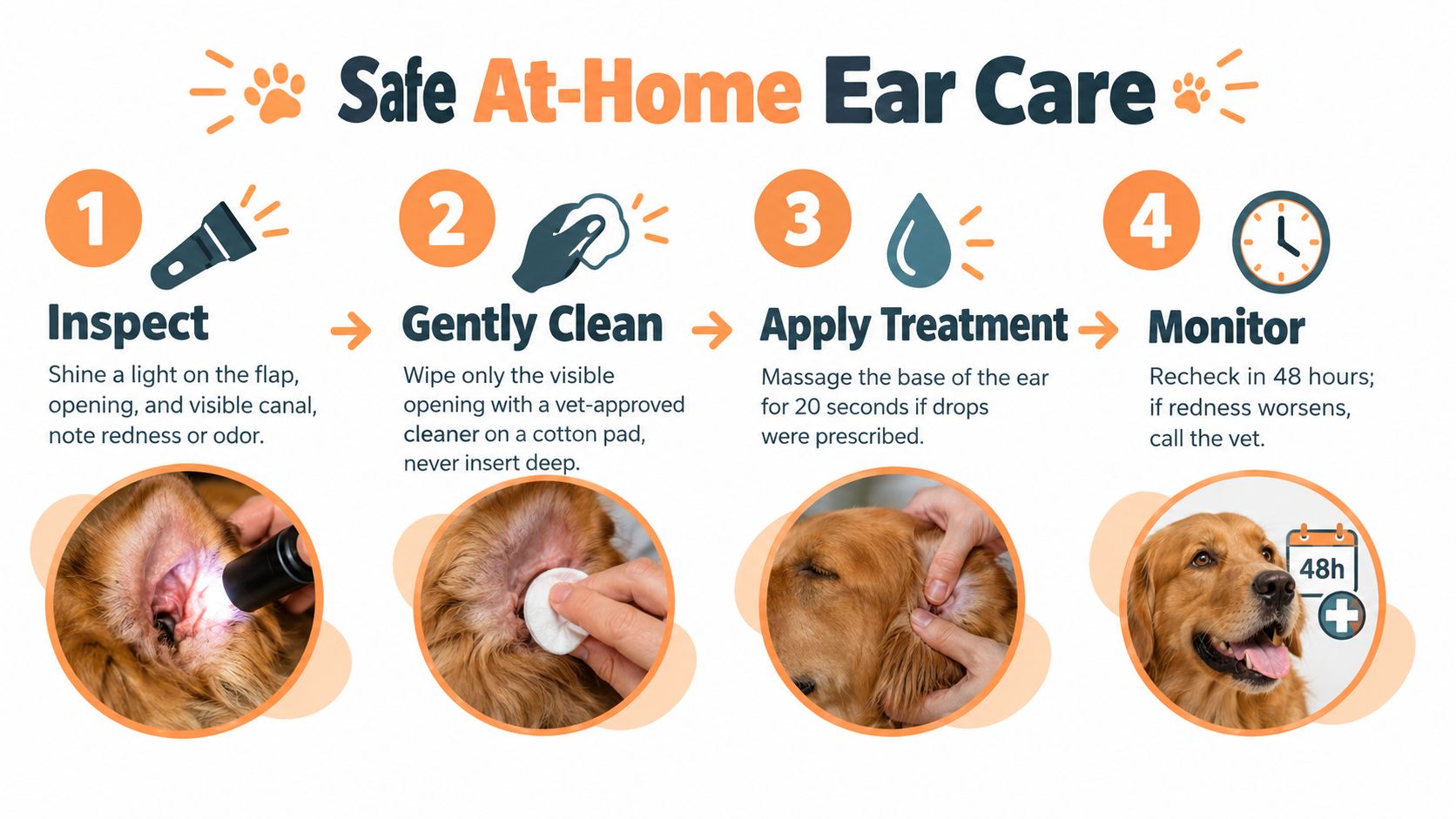 An instructional graphic showing four steps for performing safe at-home ear care on a golden retriever.