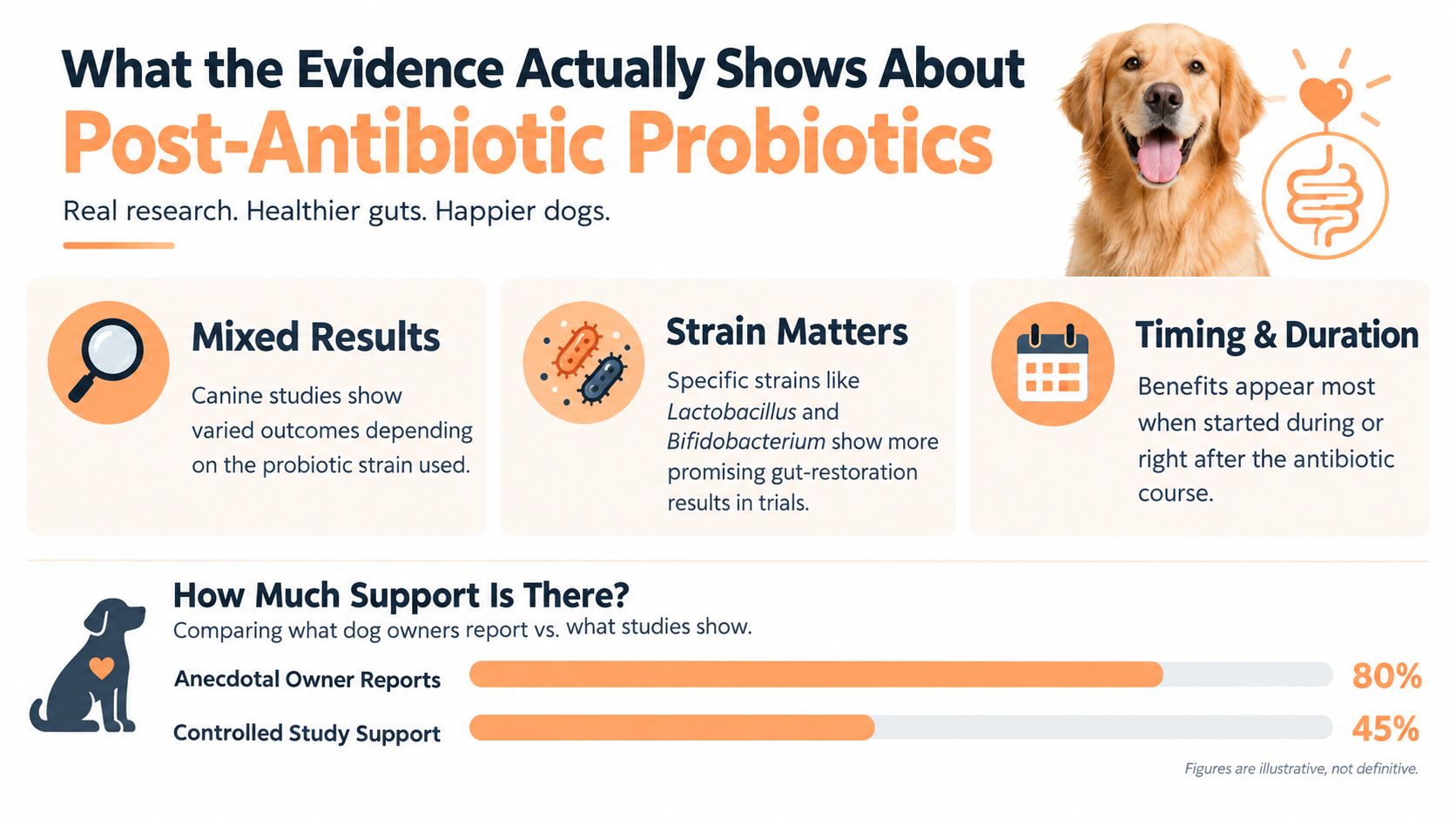 An infographic detailing the effectiveness of probiotics for dogs after antibiotic treatment based on research.