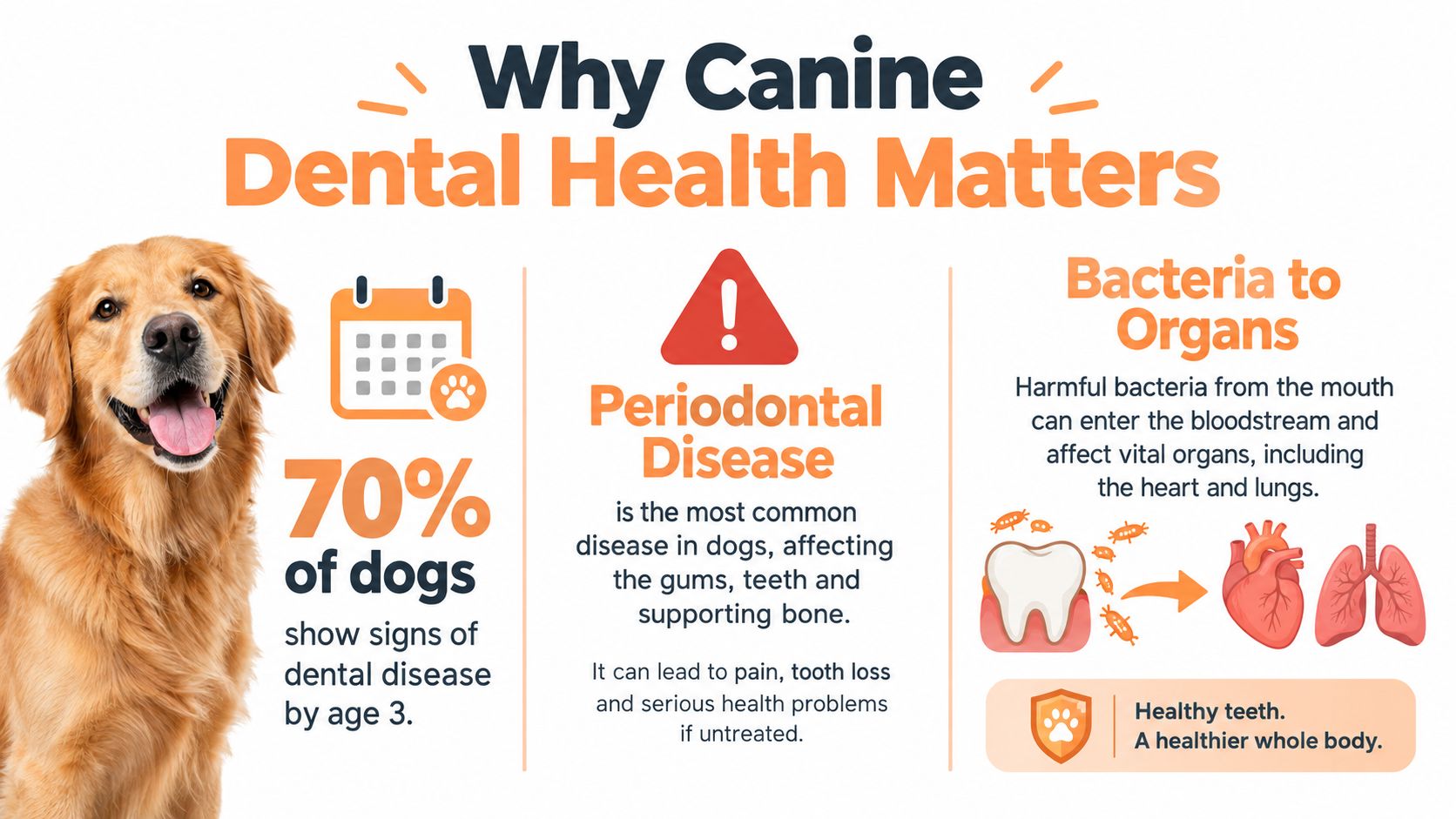 An infographic explaining the importance of canine dental health with a golden retriever, statistics, and medical facts.