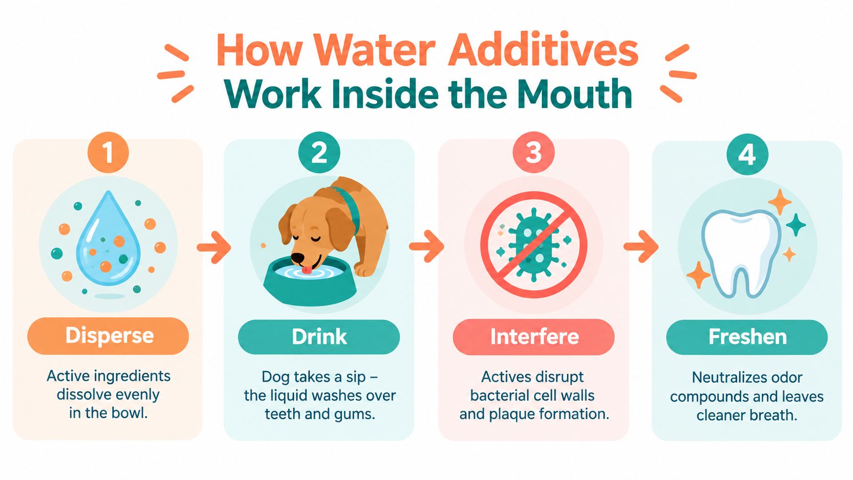An infographic showing four steps of how water additives work to improve dog breath and dental hygiene.