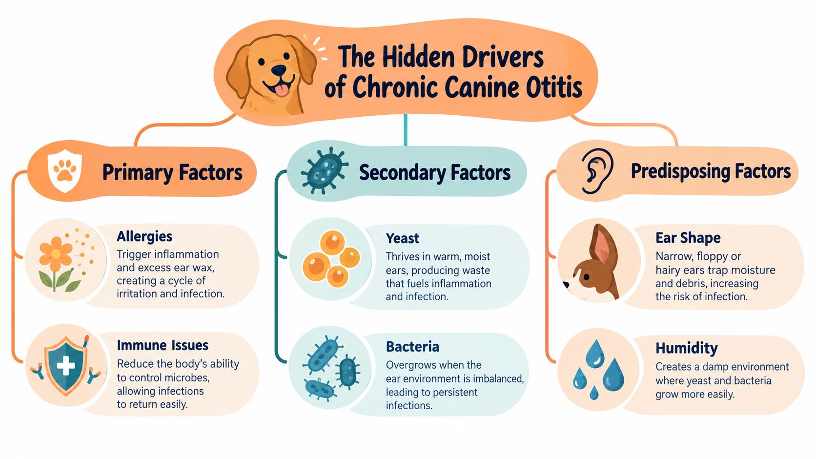 An educational infographic chart detailing the primary, secondary, and predisposing factors causing chronic canine ear infections.