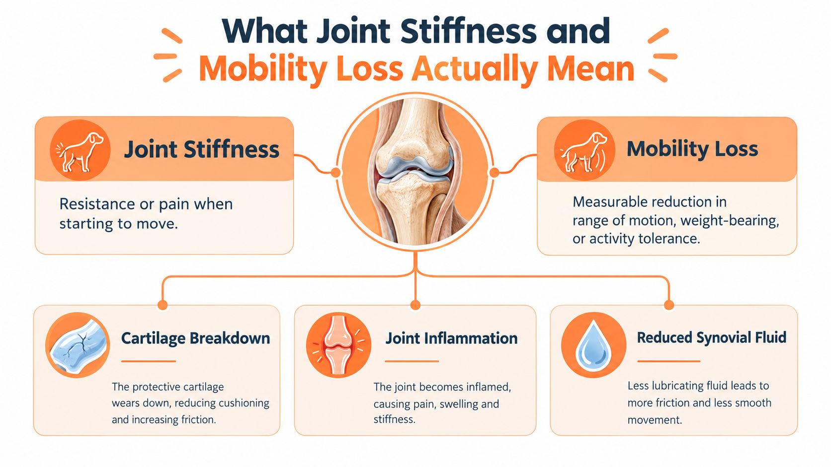 An infographic explaining the causes and meanings of joint stiffness and mobility loss in dogs.
