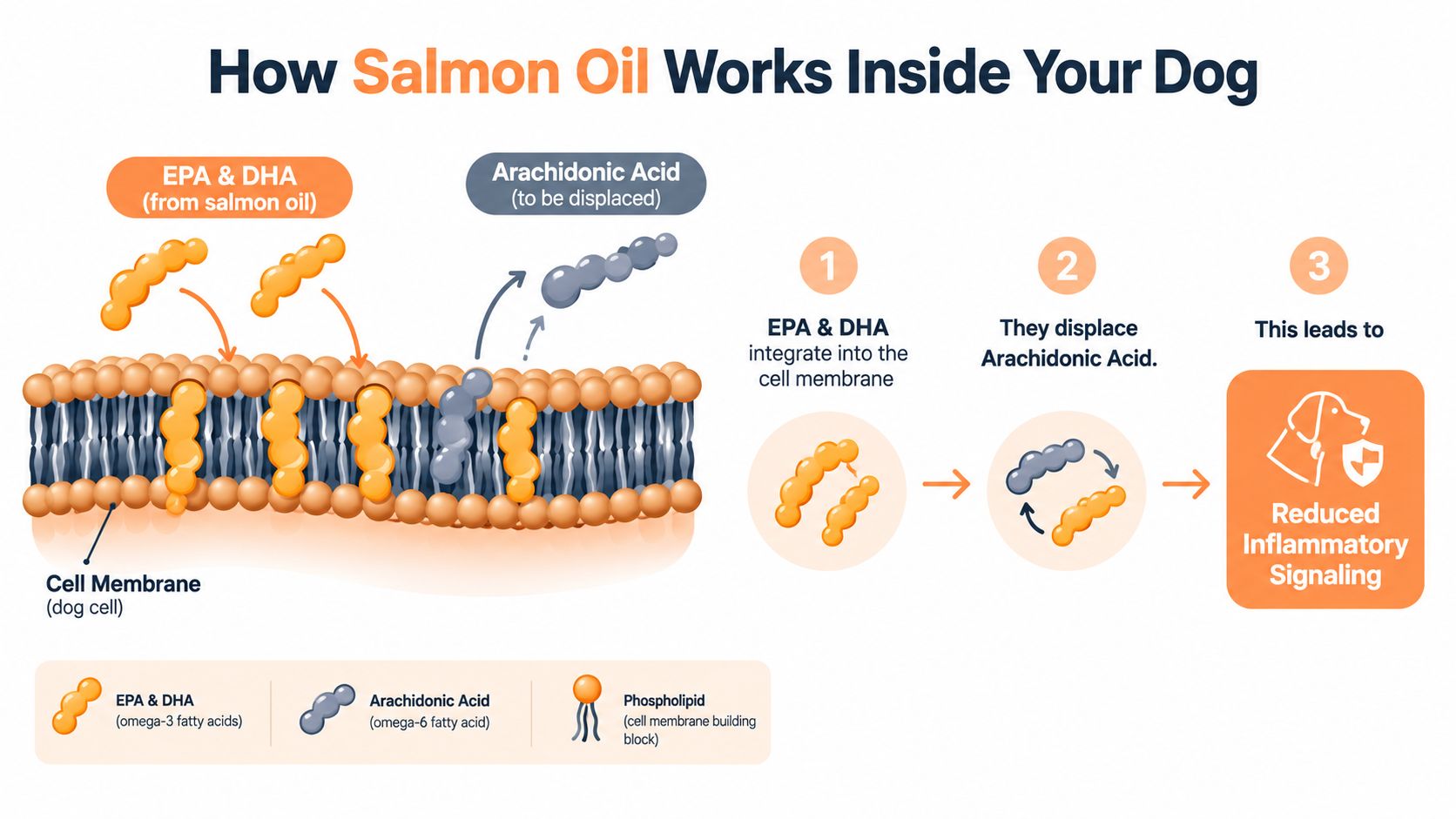 A diagram illustrating how salmon oil omega-3 fatty acids EPA and DHA reduce inflammation in dog cells.
