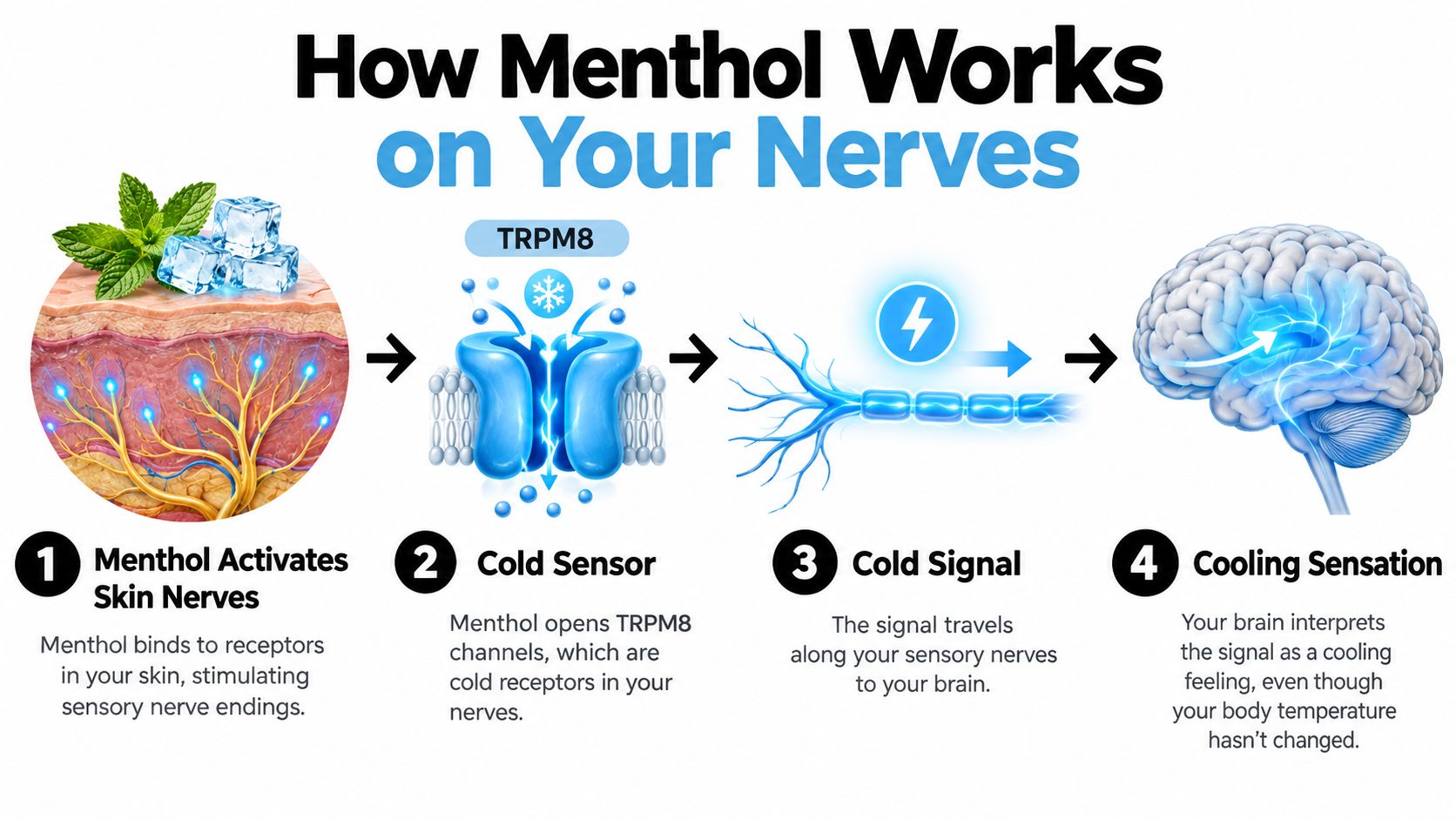 An infographic showing how menthol activates skin nerves, opens TRPM8 channels, sends signals to the brain, and creates a cooling sensation.
