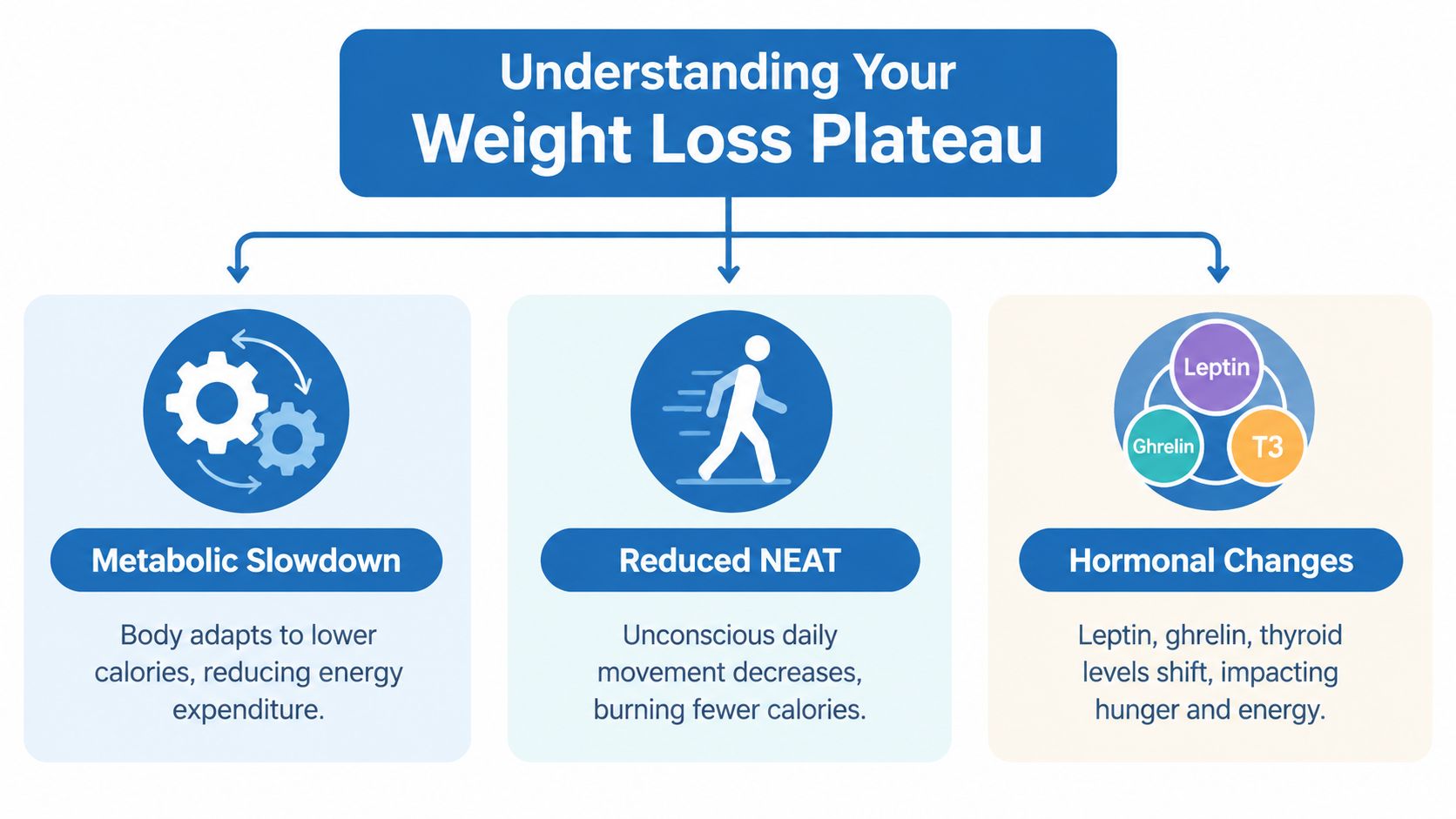 An infographic titled Understanding Your Weight Loss Plateau, explaining metabolic slowdown, reduced NEAT, and hormonal changes.