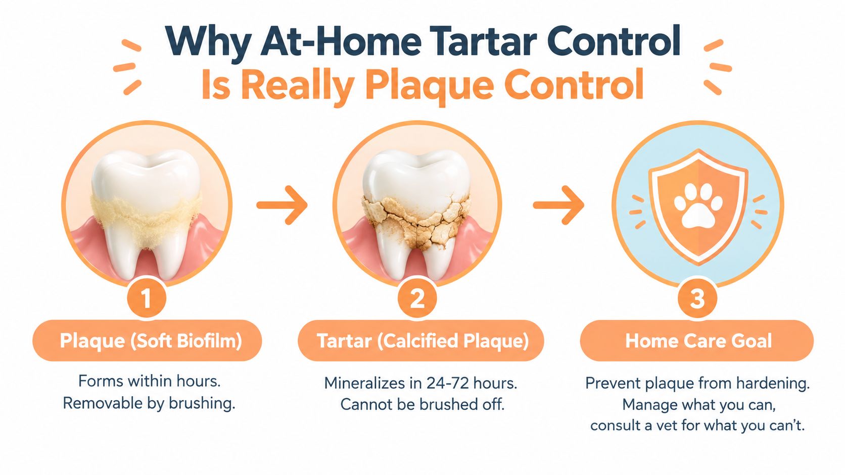 A diagram illustrating how dental plaque turns into tartar on a pet tooth over time.