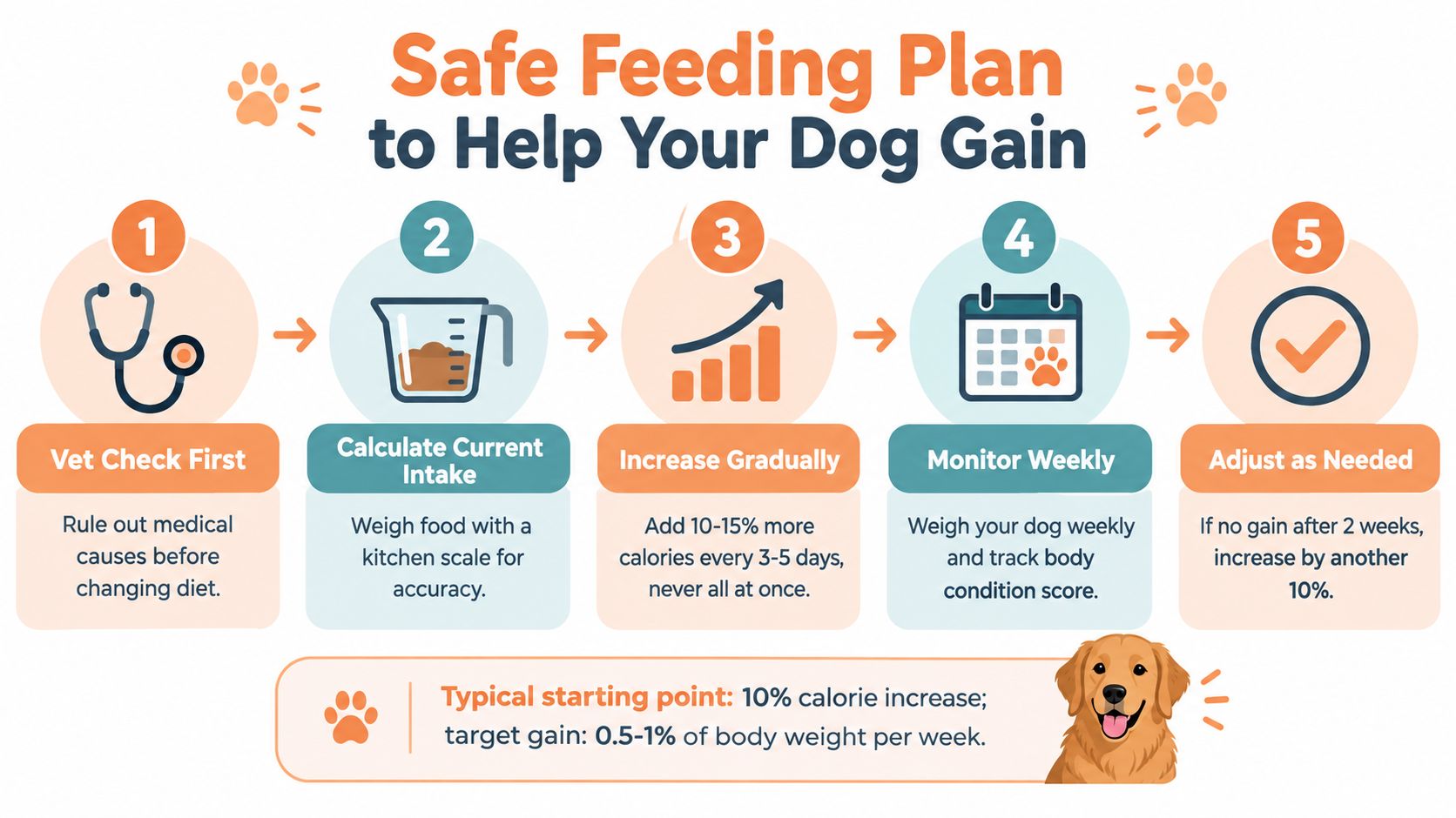 A step-by-step infographic titled Safe Feeding Plan to Help Your Dog Gain showing five essential steps.