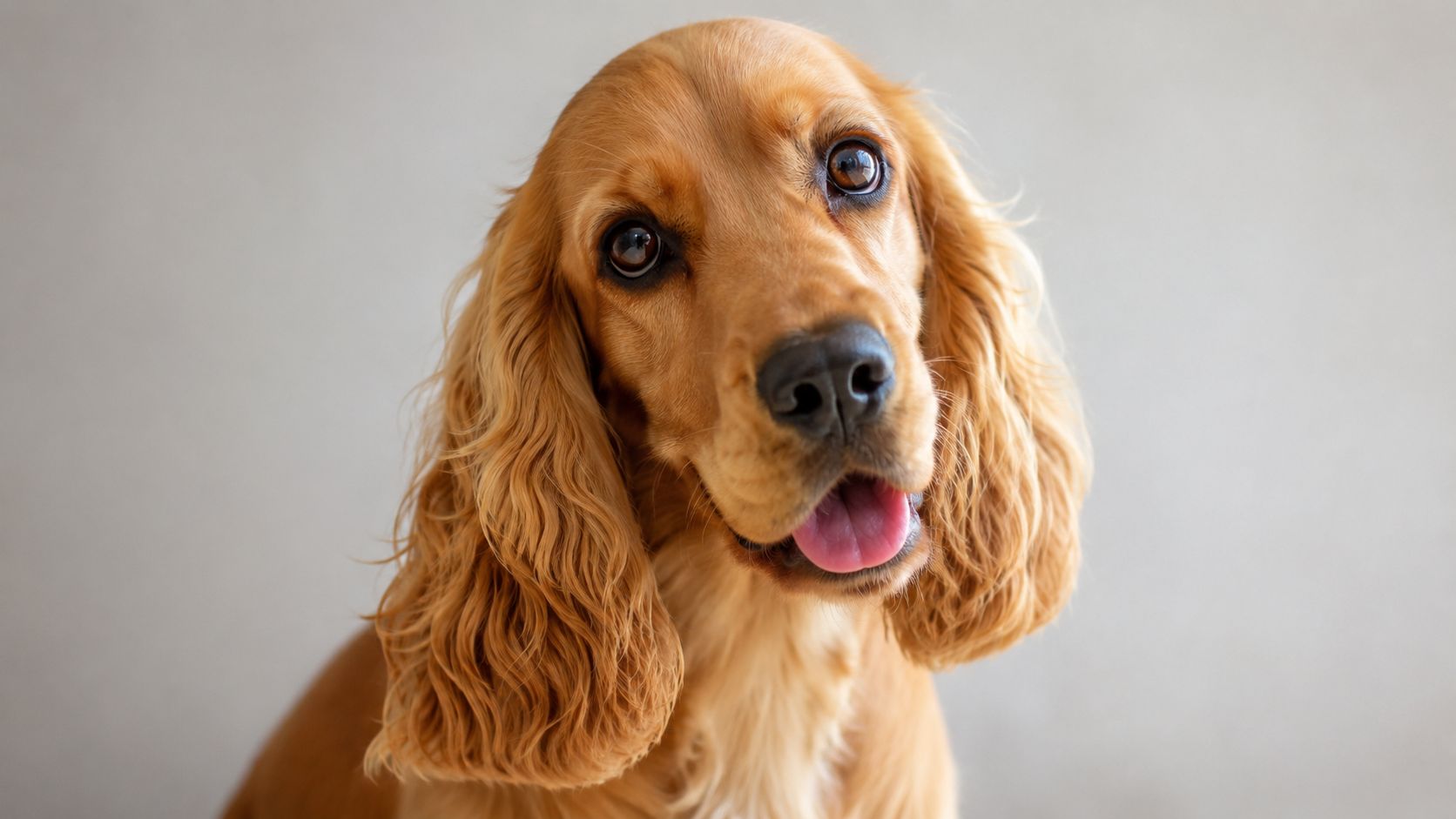 A close-up portrait of a golden cocker spaniel with long floppy ears and a happy expression.