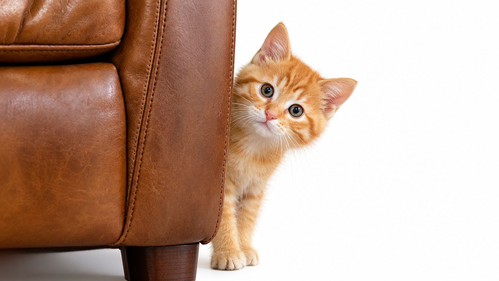 A cute orange tabby kitten peeking out from behind a brown leather sofa on a white background.
