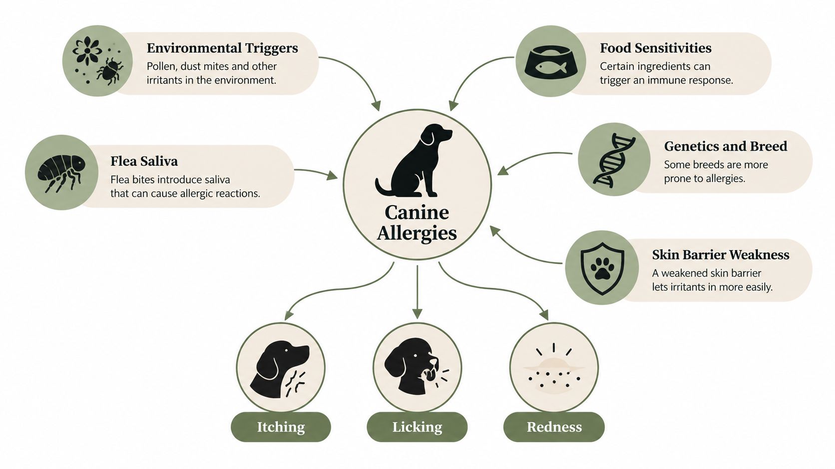 A diagram illustrating common causes and symptoms of canine allergies in dogs with descriptive icons and text.