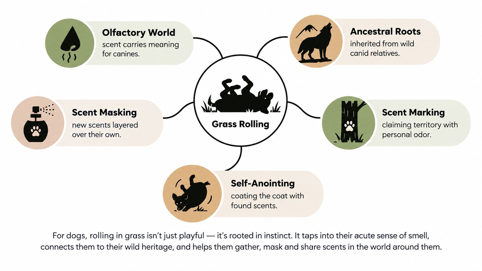 An infographic explaining why dogs roll on grass, highlighting instinct, scent masking, self-anointing, and ancestral behavior.