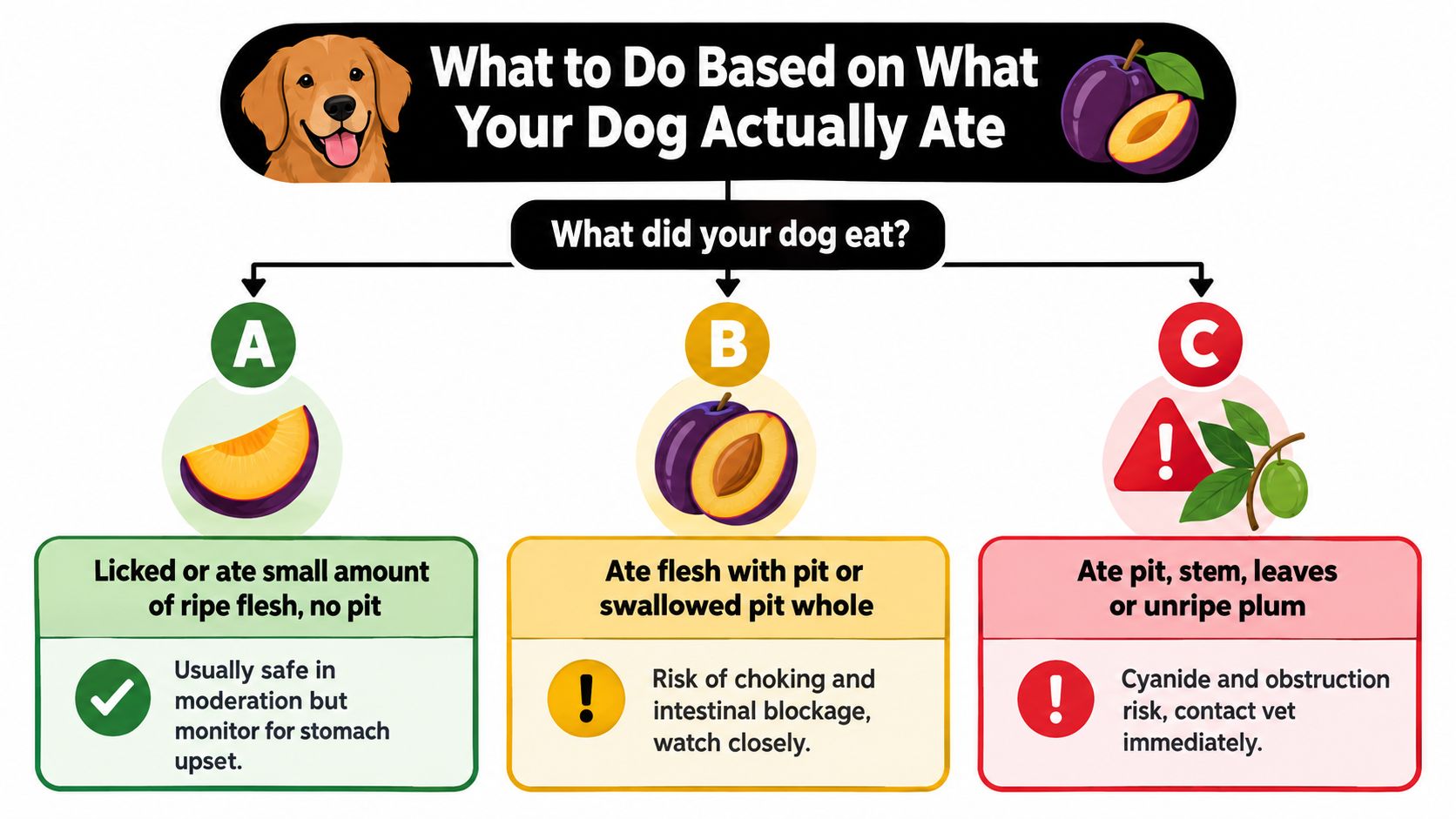 A flowchart infographic illustrating what to do if a dog eats different parts of a plum.