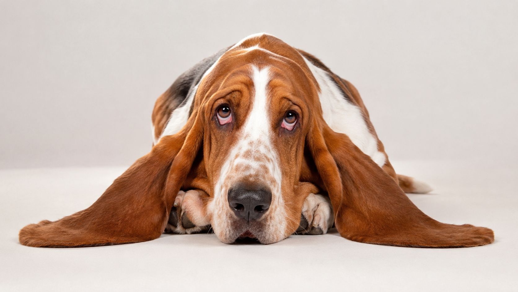 A close-up studio portrait of a sad-looking Basset Hound dog with very long, soft floppy ears.