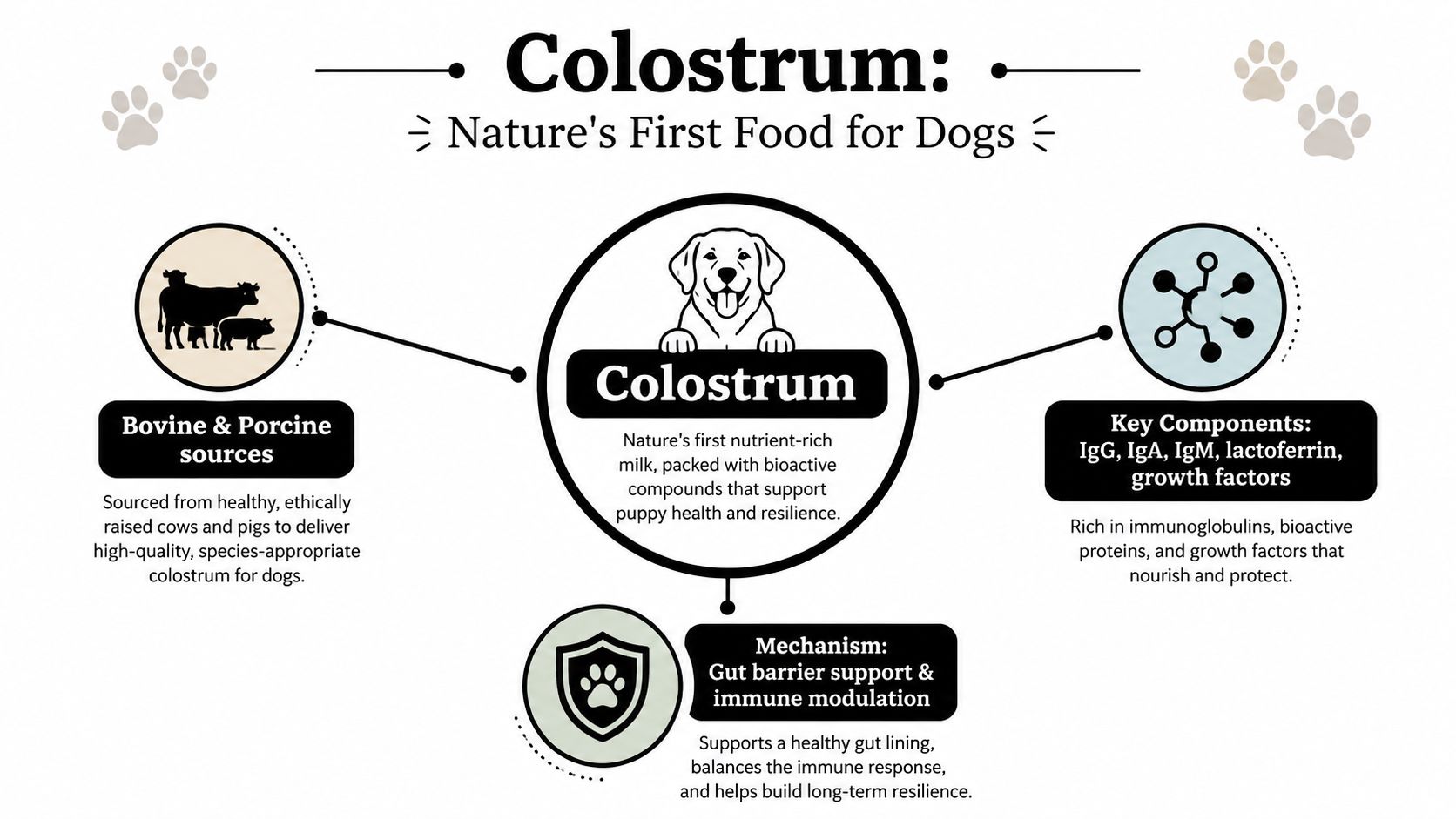 An educational infographic explaining the benefits, sources, and mechanisms of colostrum supplementation for dog health.