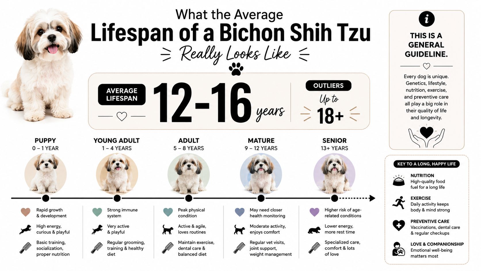 An infographic detailing the life stages and average lifespan of a Bichon Shih Tzu dog breed.