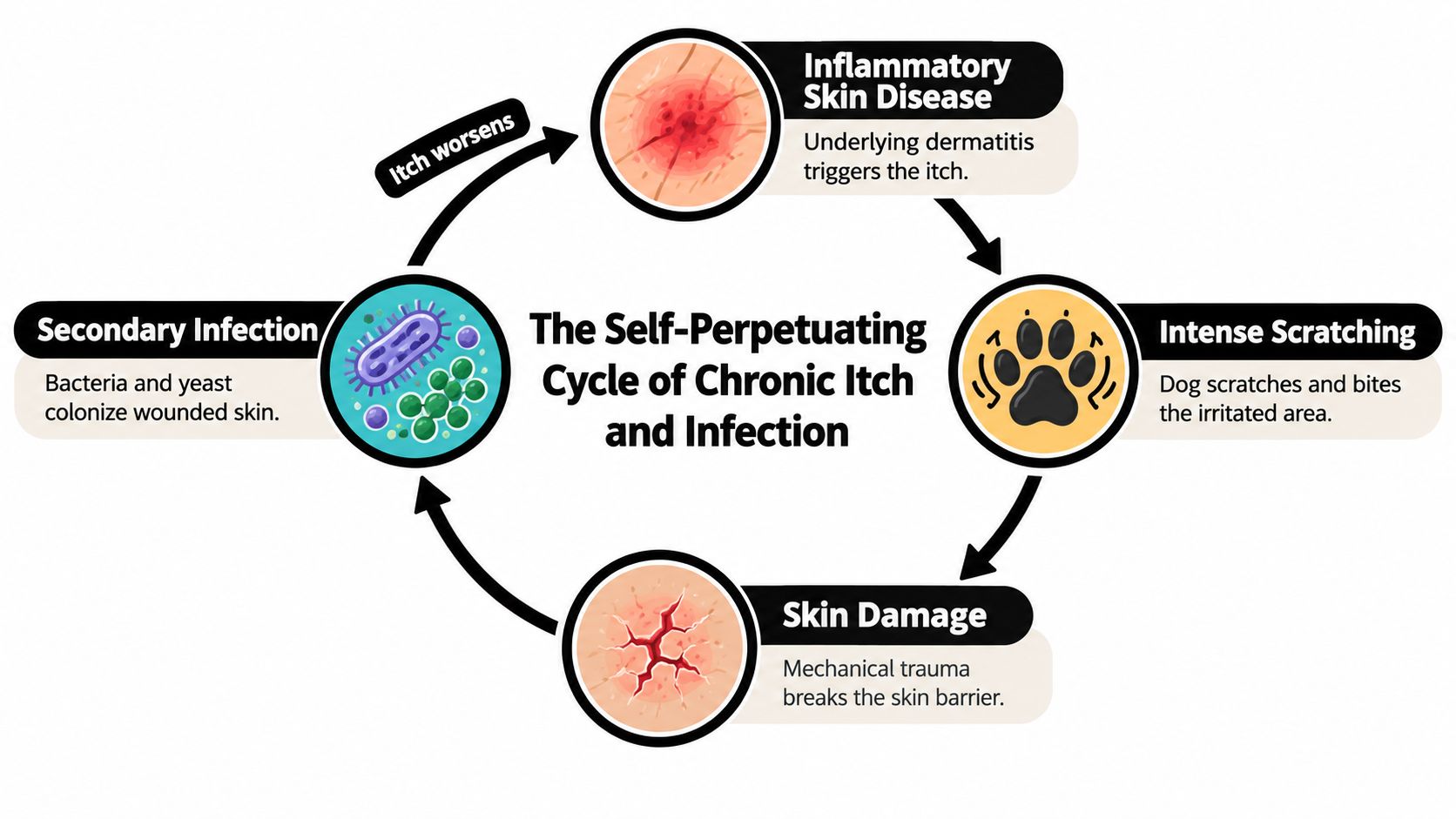 A diagram illustrating the self-perpetuating cycle of chronic itch and infection in a dog's skin.