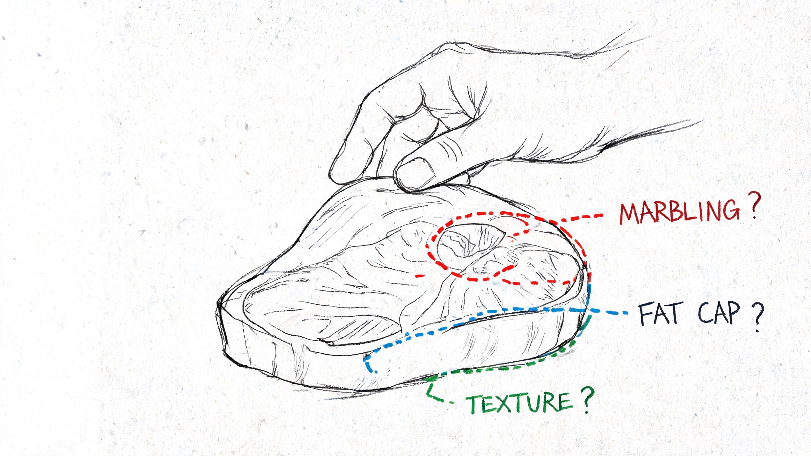 A hand-drawn sketch of a raw beef steak with labels indicating marbling, fat cap, and muscle texture.