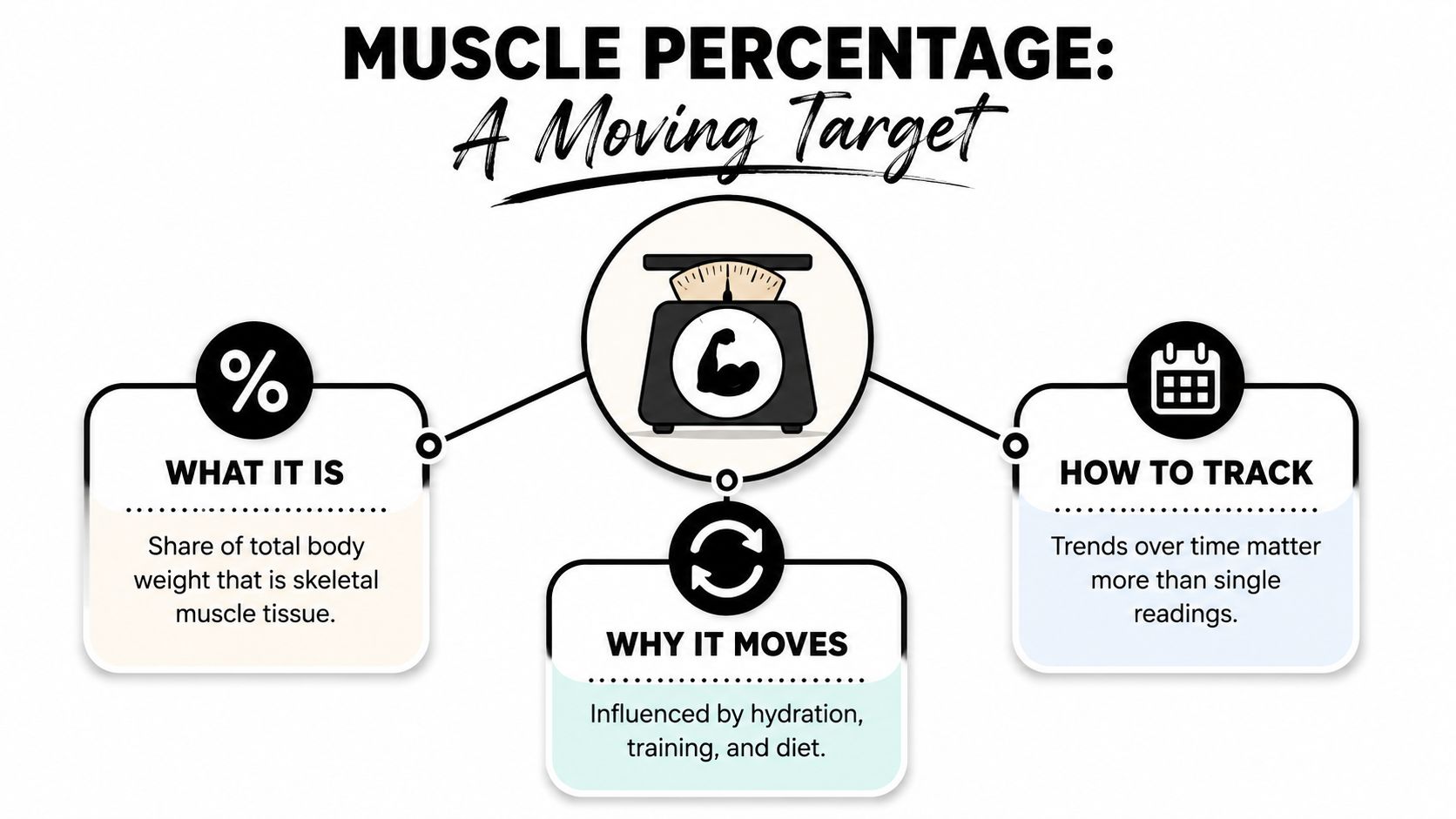 An infographic explaining muscle percentage, how it is defined, why it fluctuates, and how to track it.