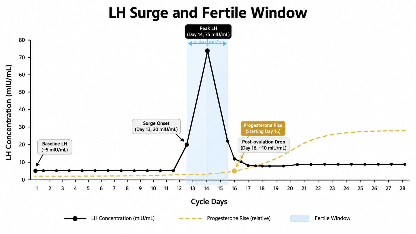 A line graph showing luteinizing hormone concentration during a menstrual cycle, highlighting the fertile window and progesterone rise.