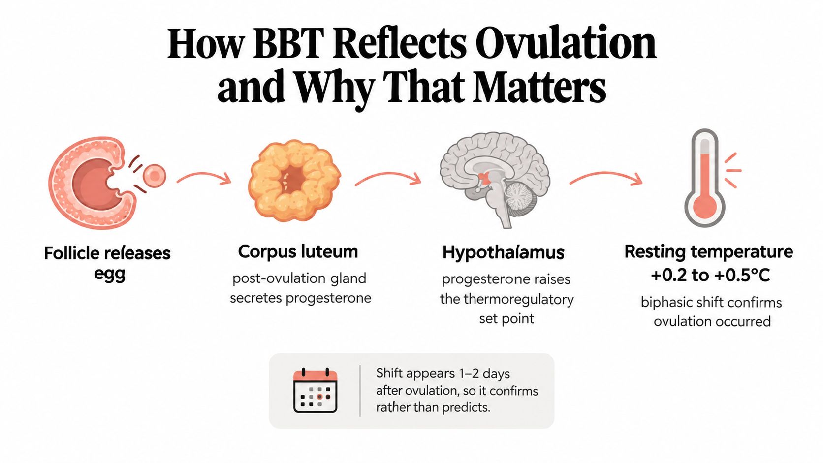 A diagram explaining how basal body temperature increases after ovulation due to progesterone from the corpus luteum.