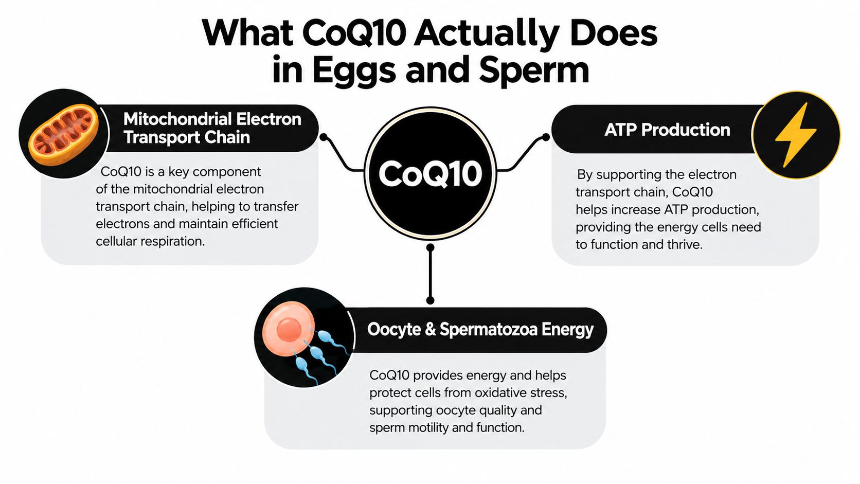 An infographic explaining how CoQ10 supports fertility by improving mitochondrial energy production in eggs and sperm.