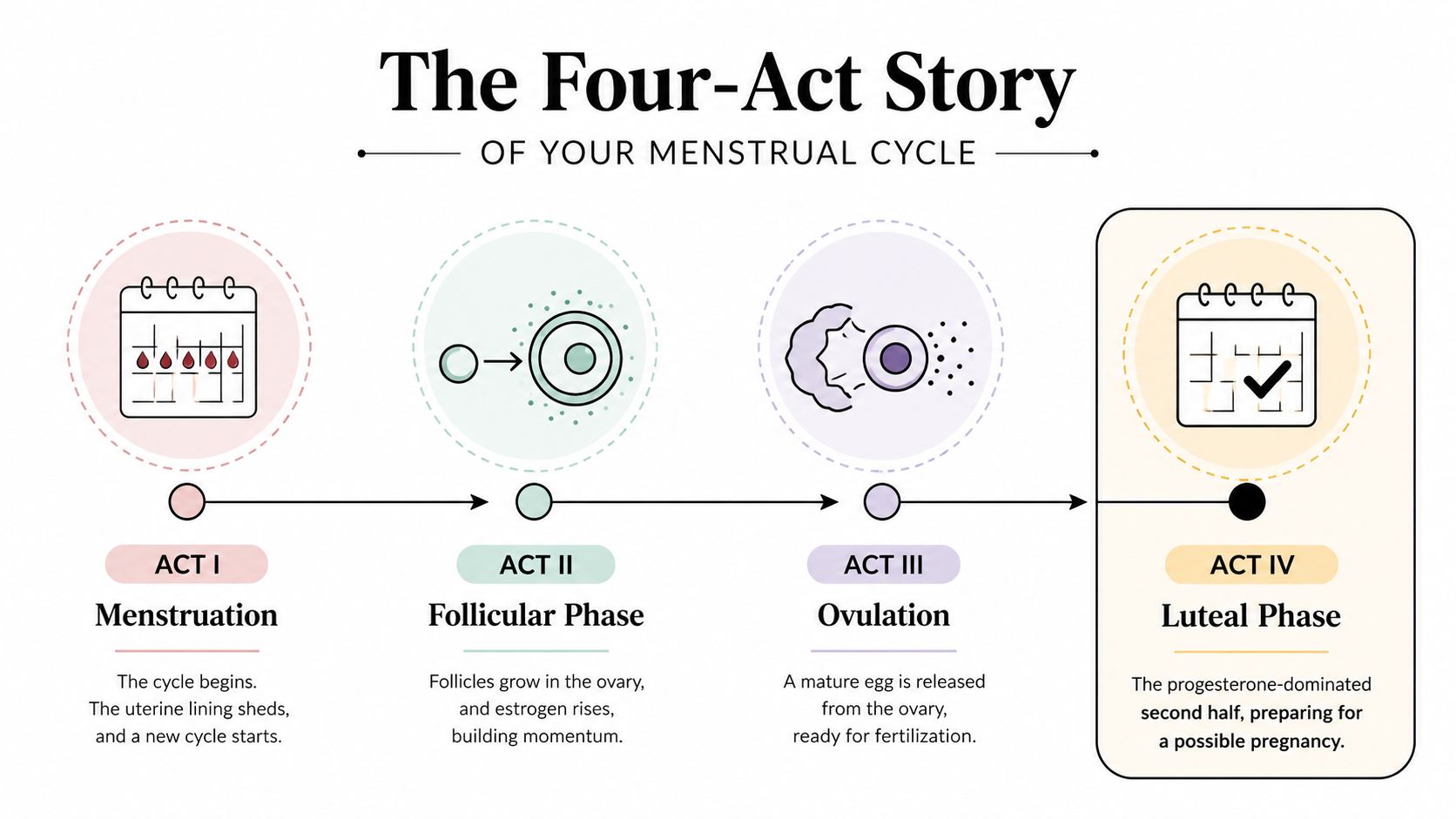 A diagram illustrating the four acts of the menstrual cycle: menstruation, follicular phase, ovulation, and luteal phase.