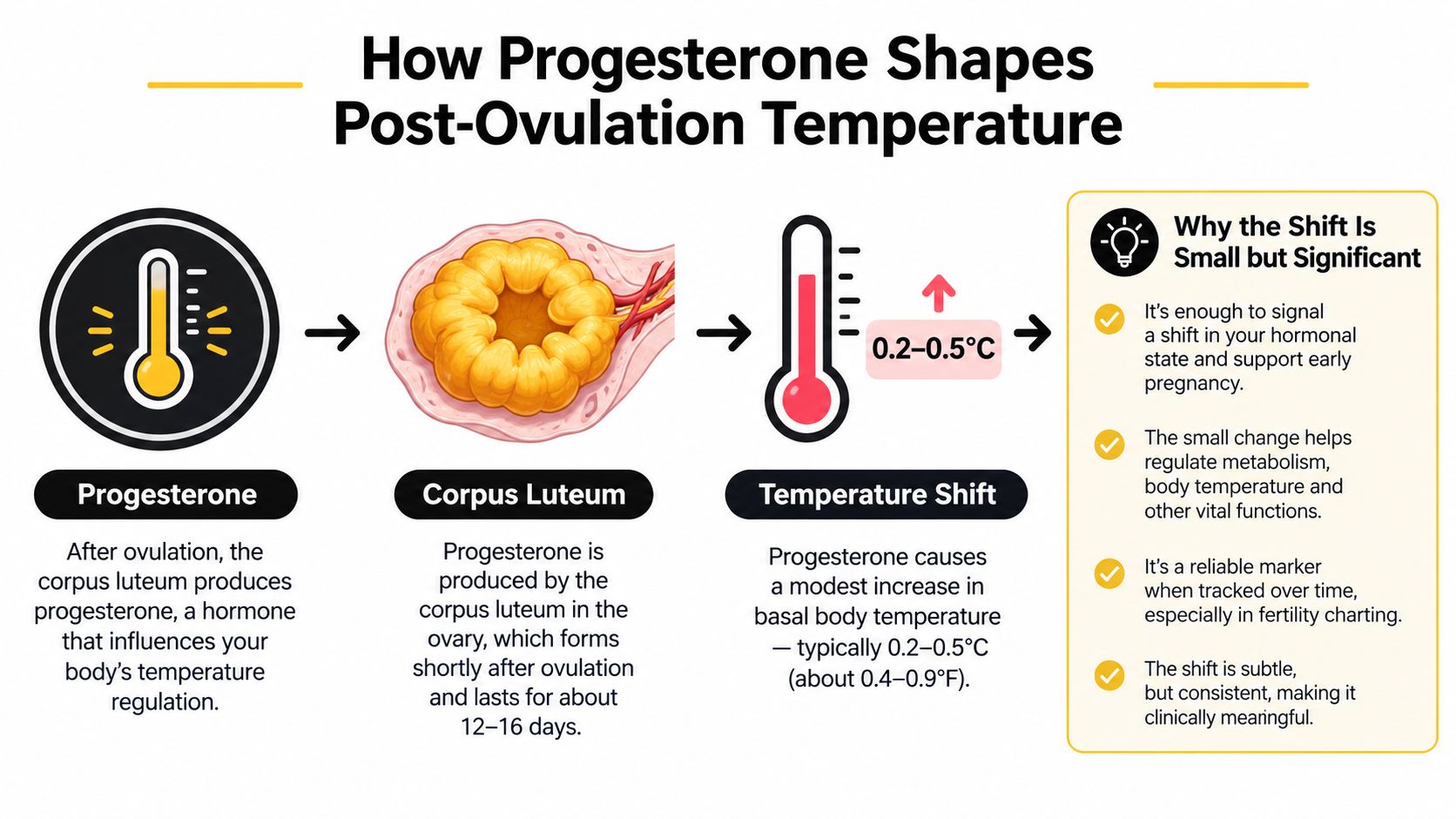 A diagram illustrating how progesterone production by the corpus luteum causes a post-ovulation basal body temperature increase.