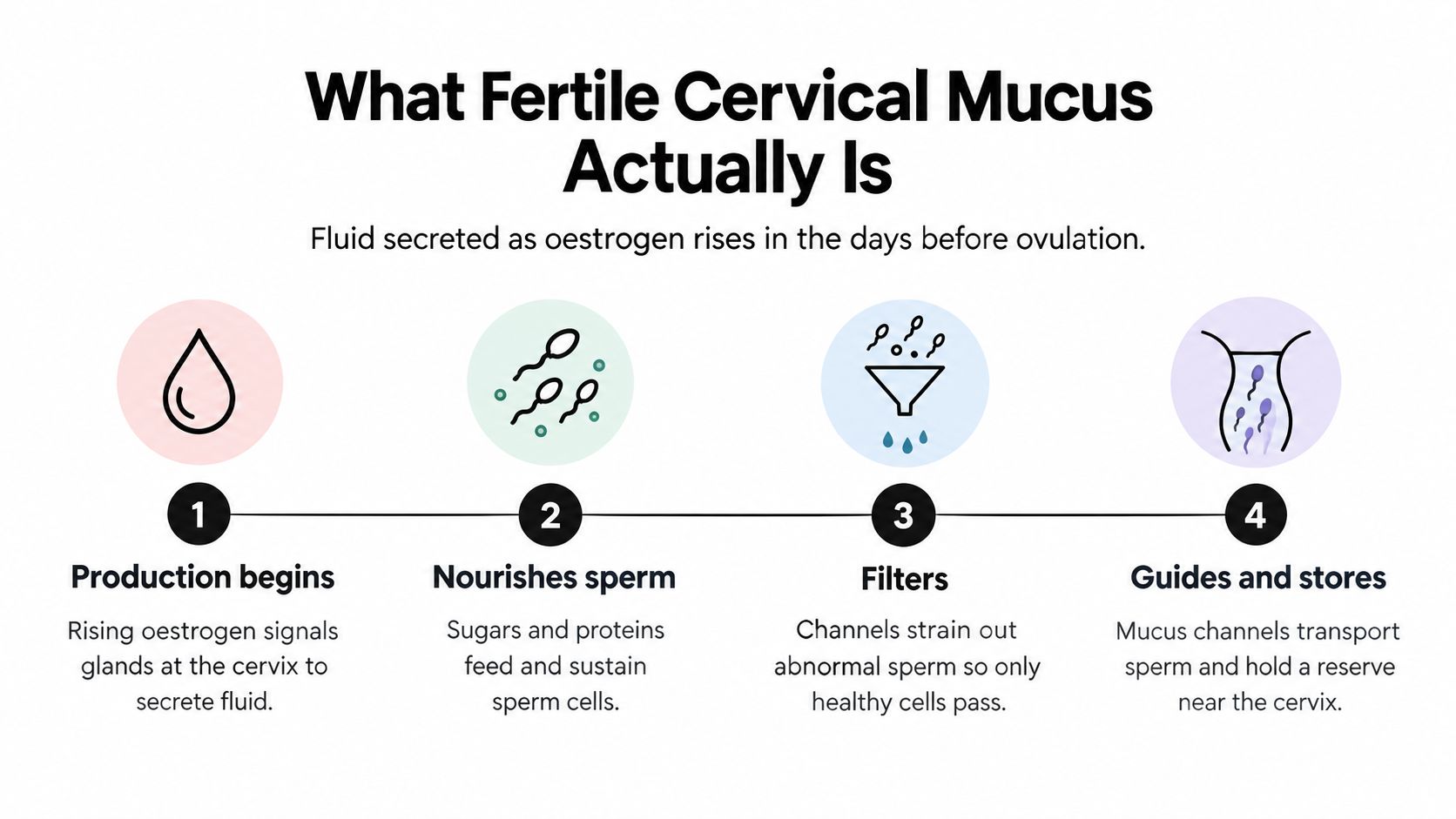 An infographic detailing the four functions of fertile cervical mucus in the days leading up to ovulation.