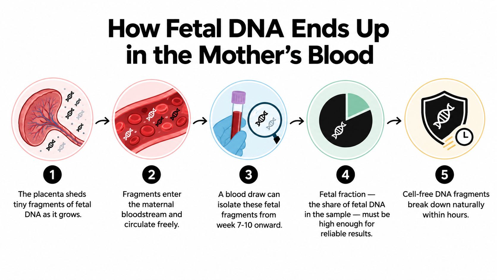 An infographic showing the five-step process of how fetal DNA enters and circulates in maternal blood.