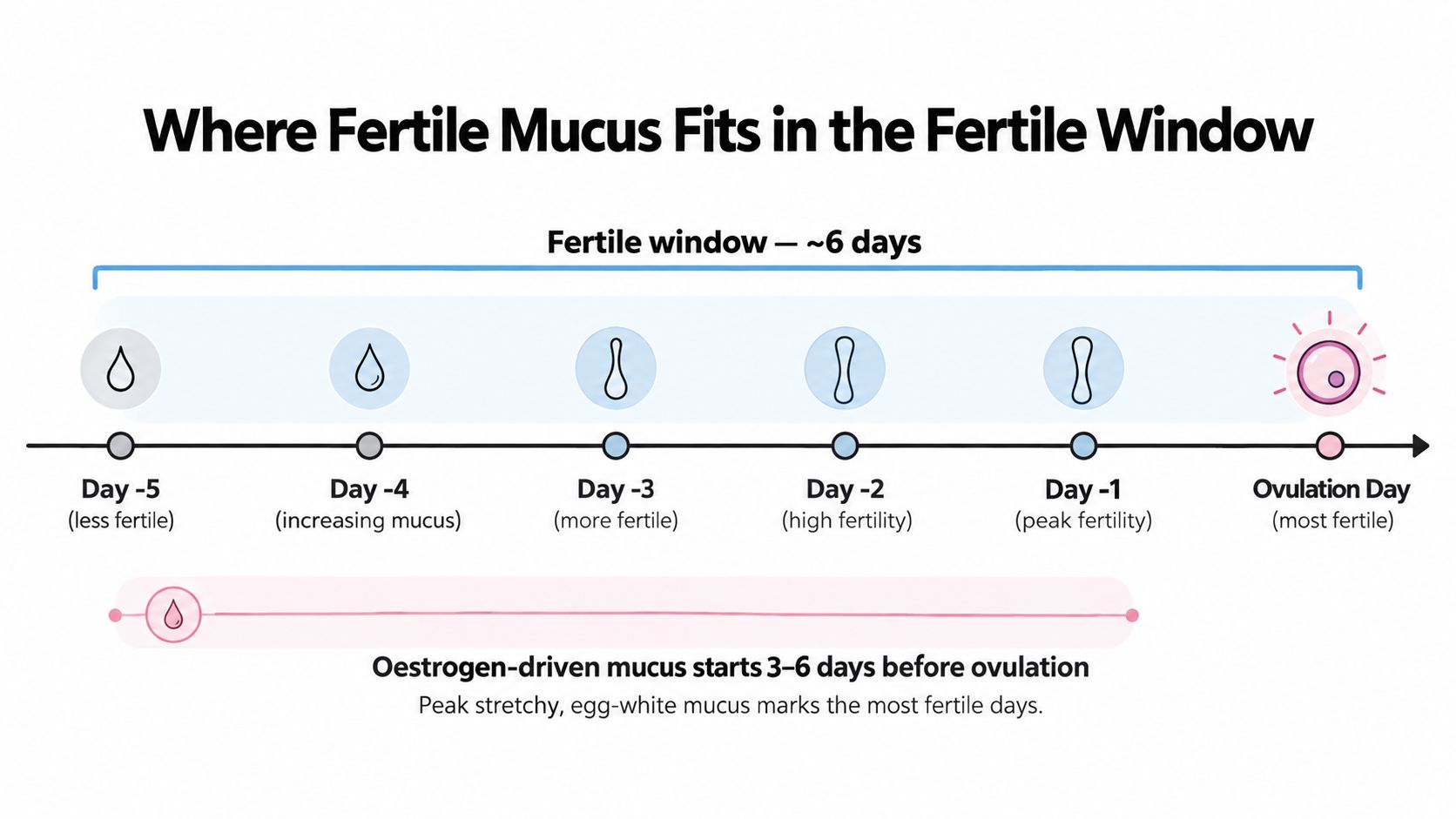 A diagram illustrating the fertile window, tracking mucus changes leading up to ovulation over six days.