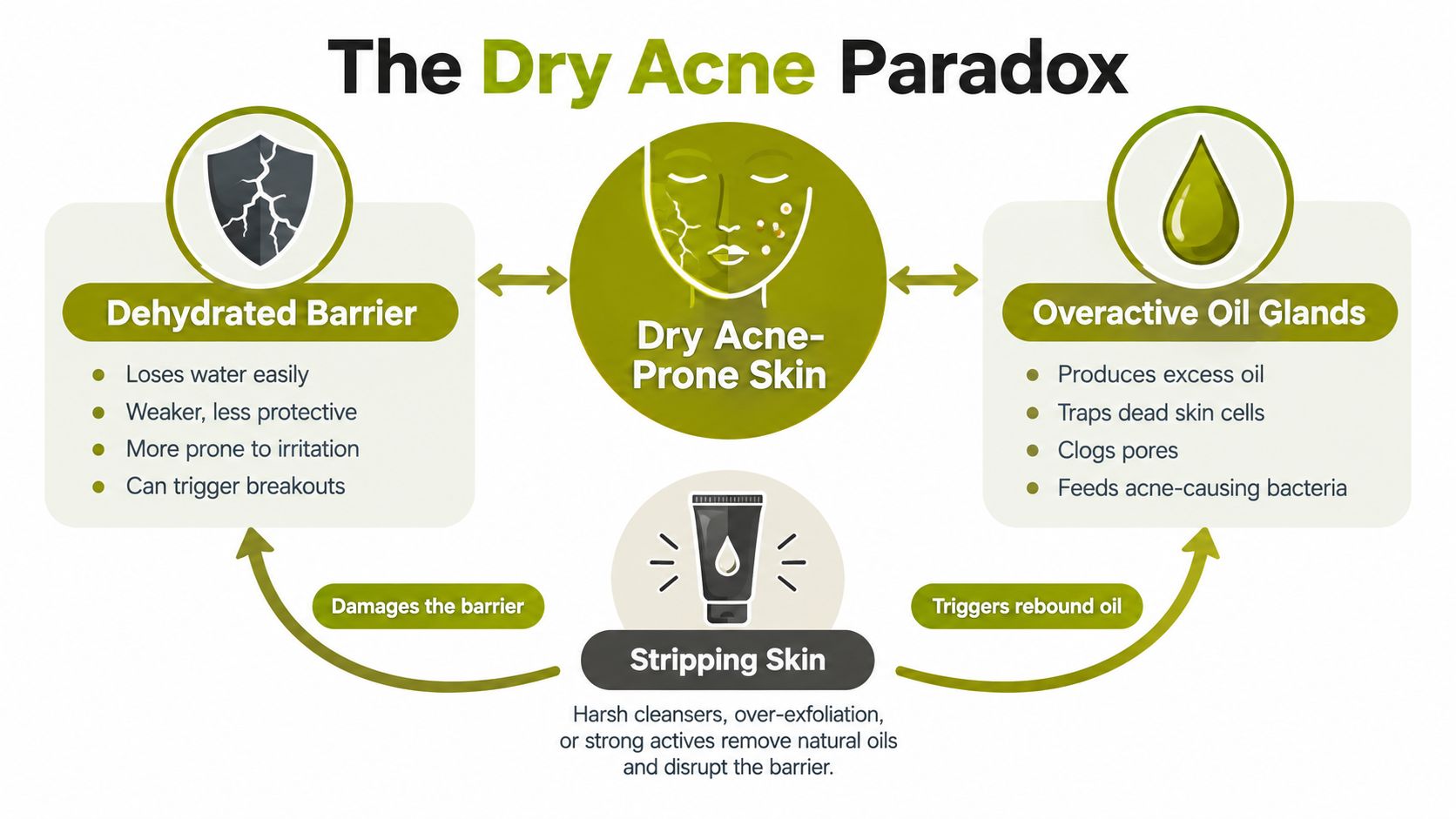 An infographic titled The Dry Acne Paradox explaining the cycle of dry, acne-prone skin and stripping products.