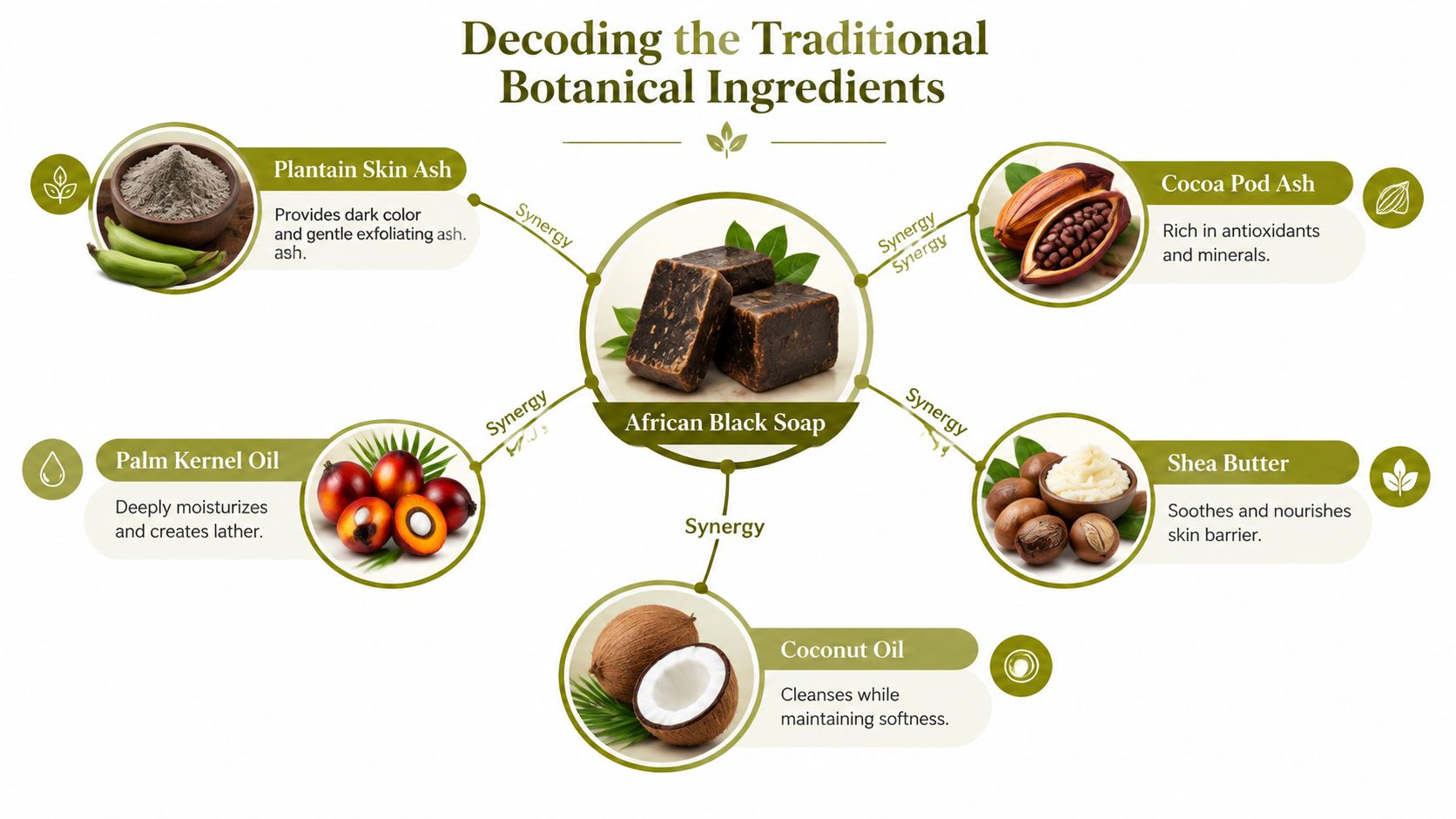 An infographic detailing the traditional botanical ingredients used to make African black soap and their benefits.