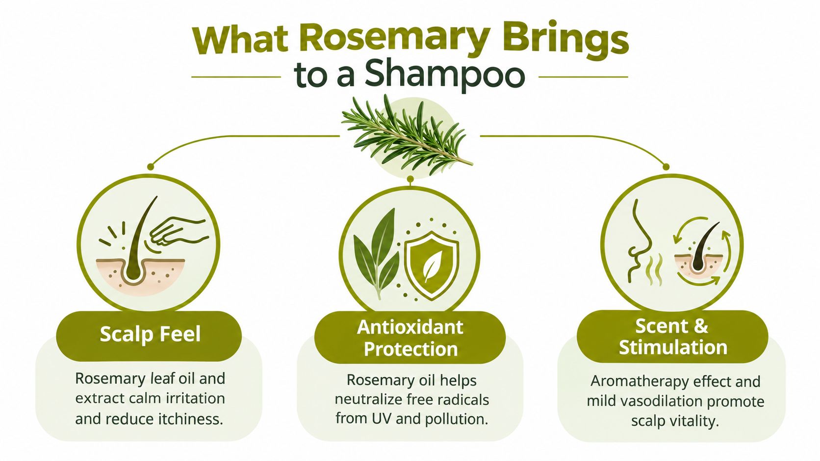 An infographic detailing the benefits of using rosemary in shampoo for scalp health and protection.