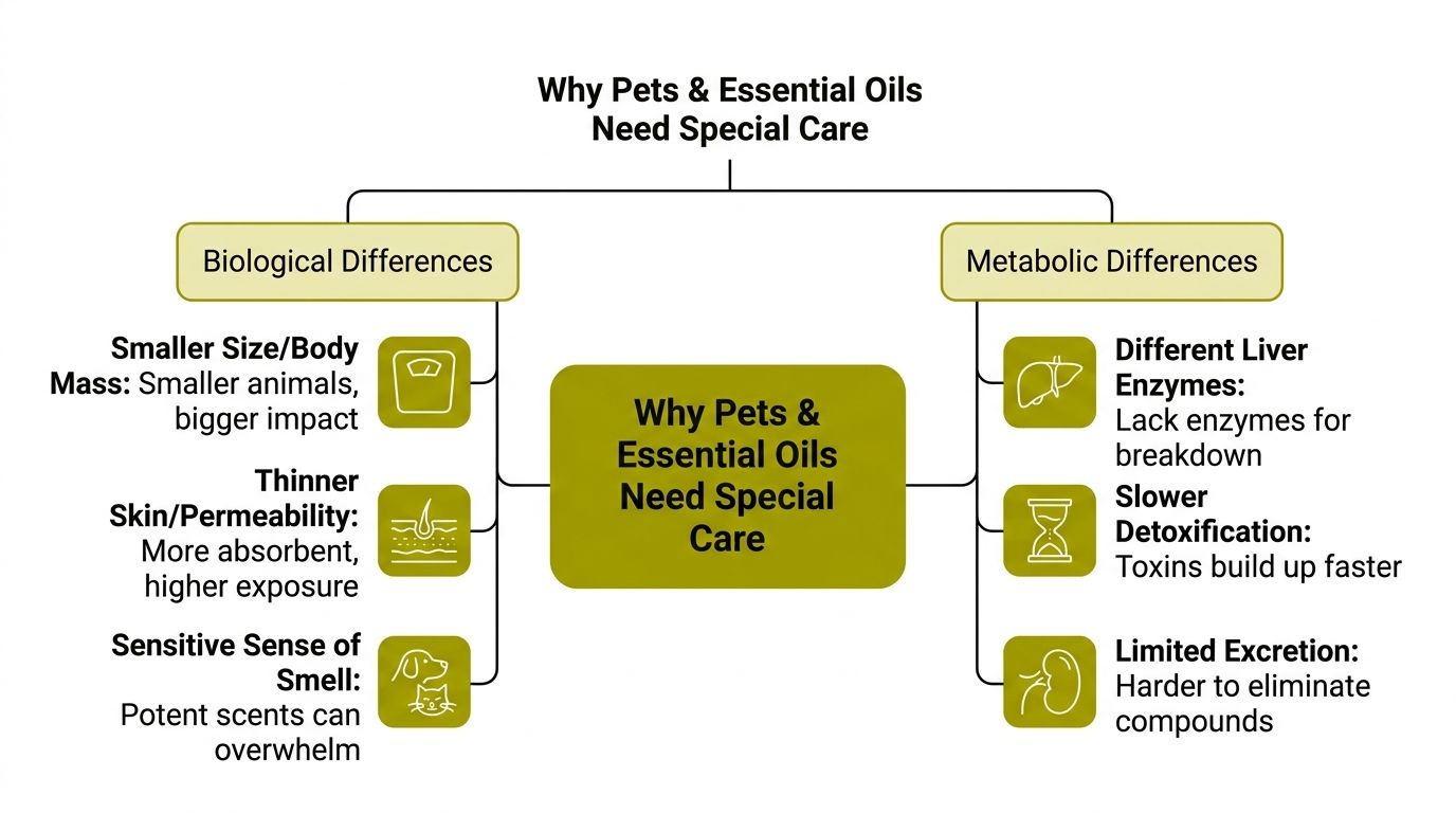 A diagram explaining why pets require special care when using essential oils due to biological and metabolic differences.