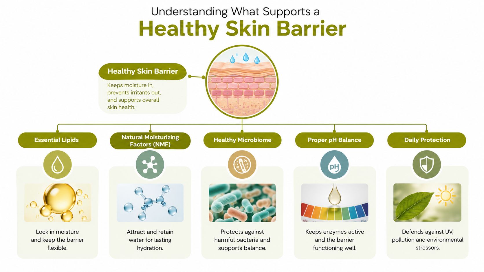 An infographic showing five key factors that support a healthy skin barrier, including hydration and protection.