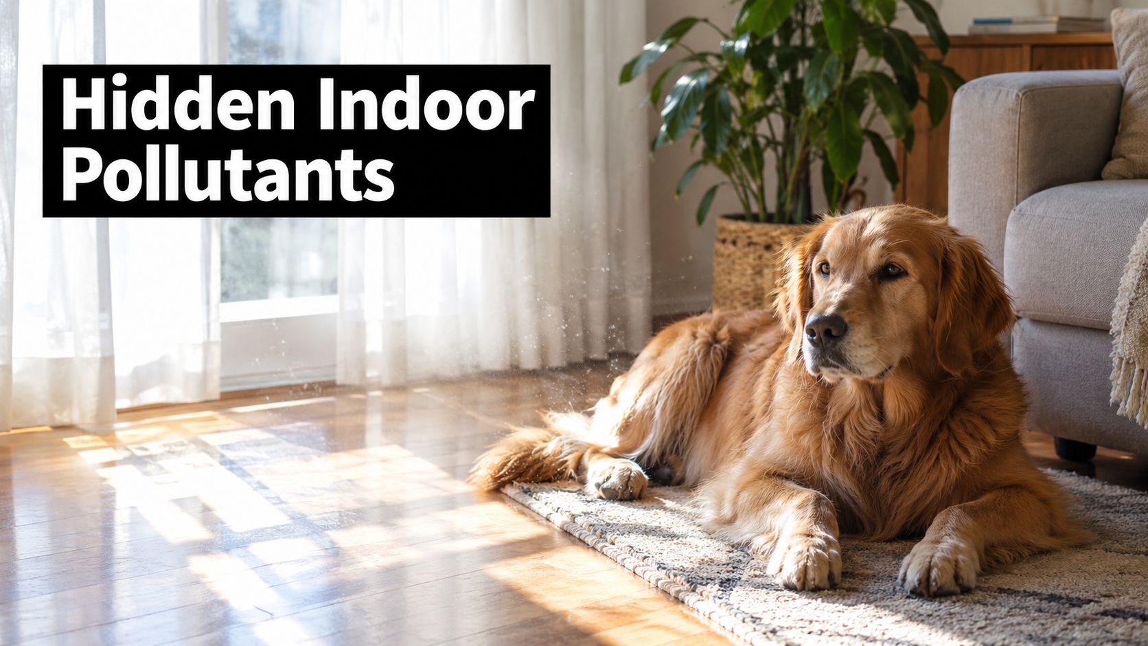 A golden retriever dog lying on a rug in a sunlit living room with visible dust particles.